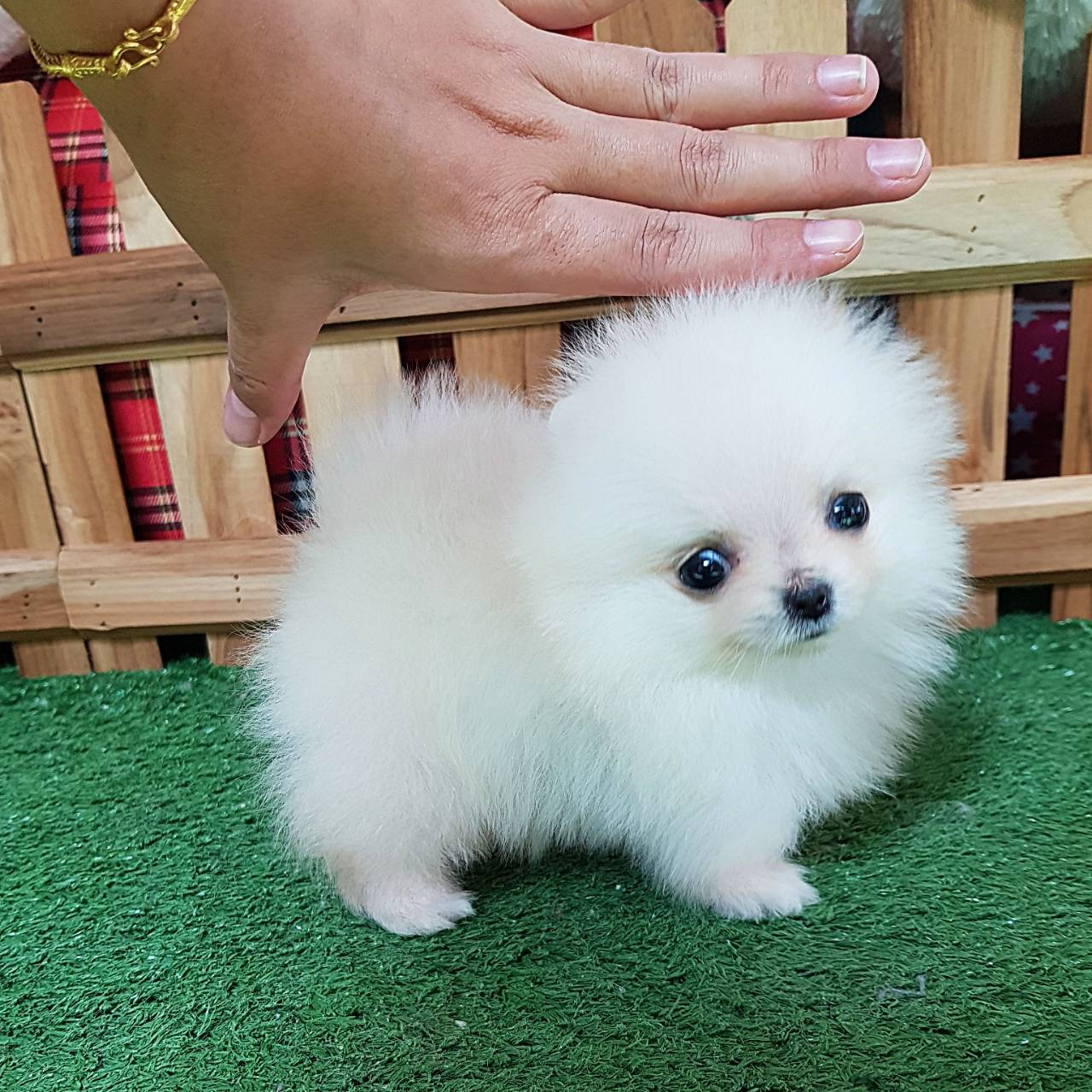 ลูกปอมเมอเรเนียนแท้ ด.ญ.ขาวครีมจิ๋ว ไซร์ทีคัพ