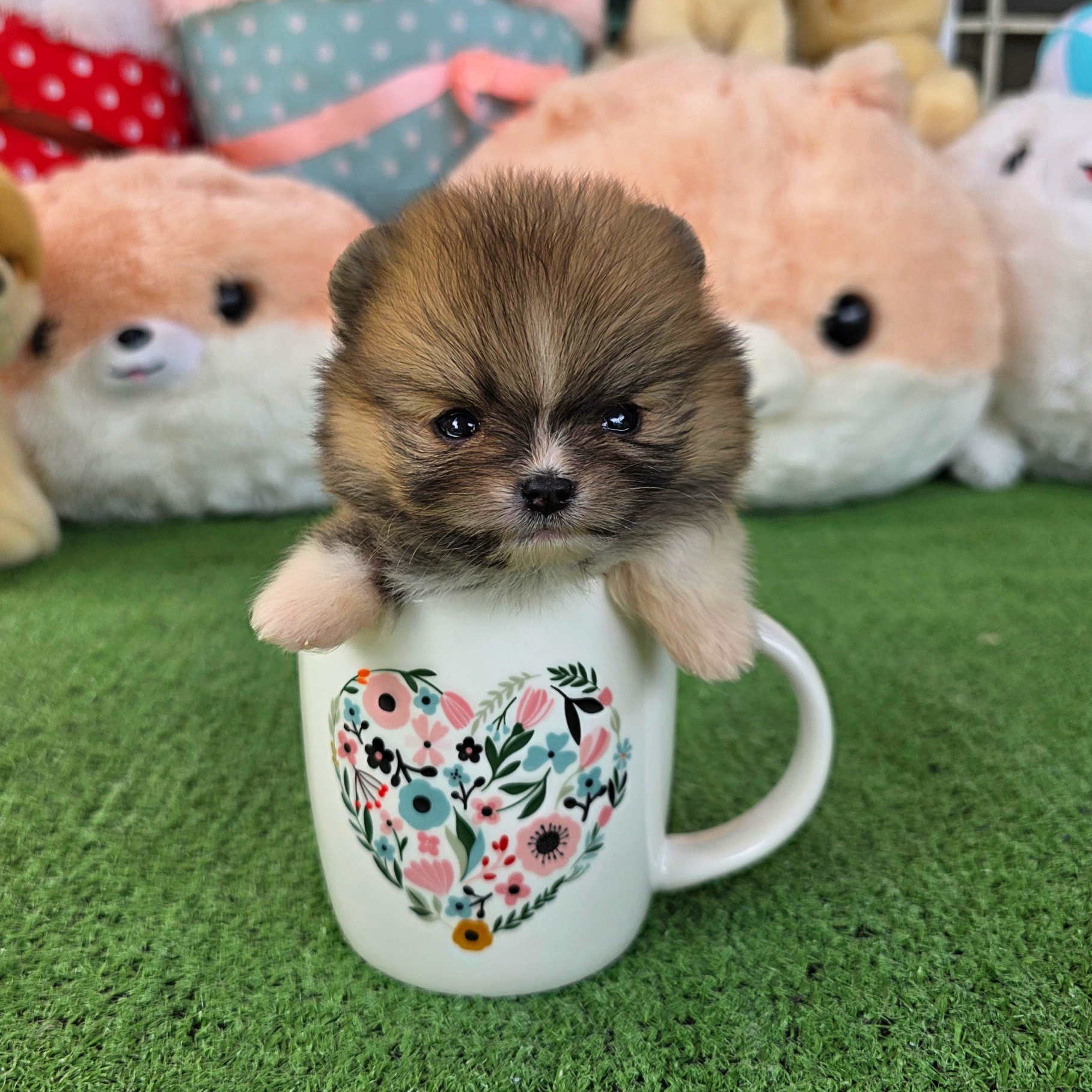 ปอมเมอเรเนี่ยนแท้ เพศเมีนทีคัพ ใส่ถุงเท้าสวยๆ Teacup female