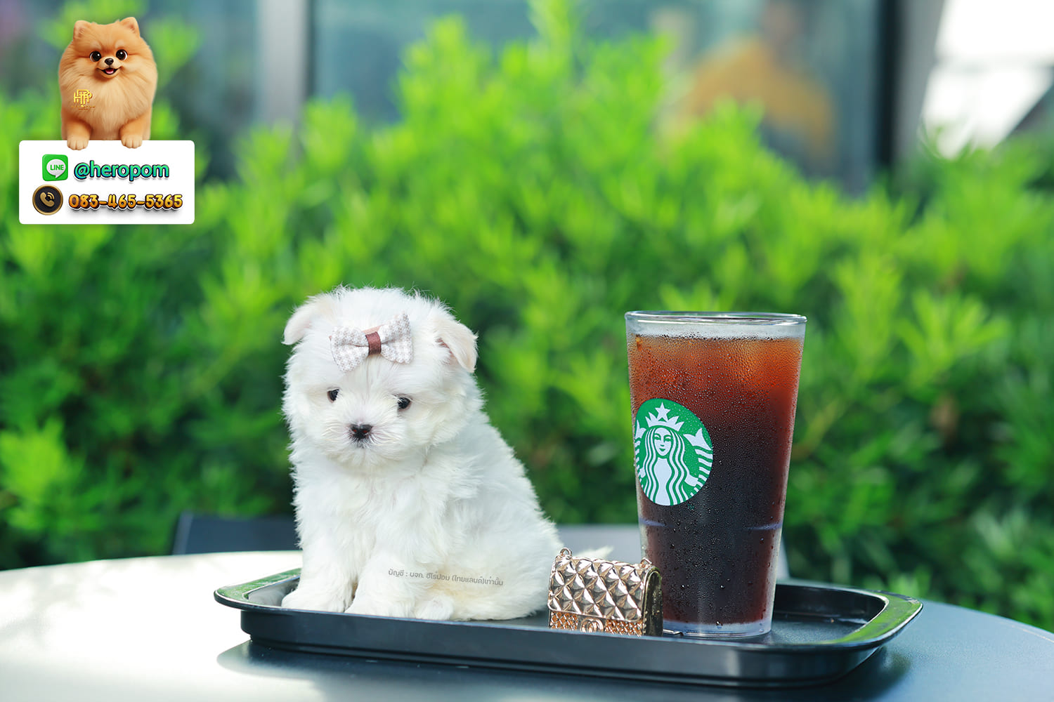 มอลทีส MTM-10573 เพศชาย สีขาว ตัวเล็กตัวน้อยมาก ๆ ขาสั้น ขนแน่นฟู หน้าตาทะเล้น น่ารักมาก ๆ ยิ้มเก่ง ขยันแจกความน่ารักสุด ๆ สายเลือดนำเข้า มีใบรับรองจากสมาคมพัฒนาพันธุ์สุนัข (ใบเพ็ดดีกรีเต็มใบ) ส่งทั่วประเทศ