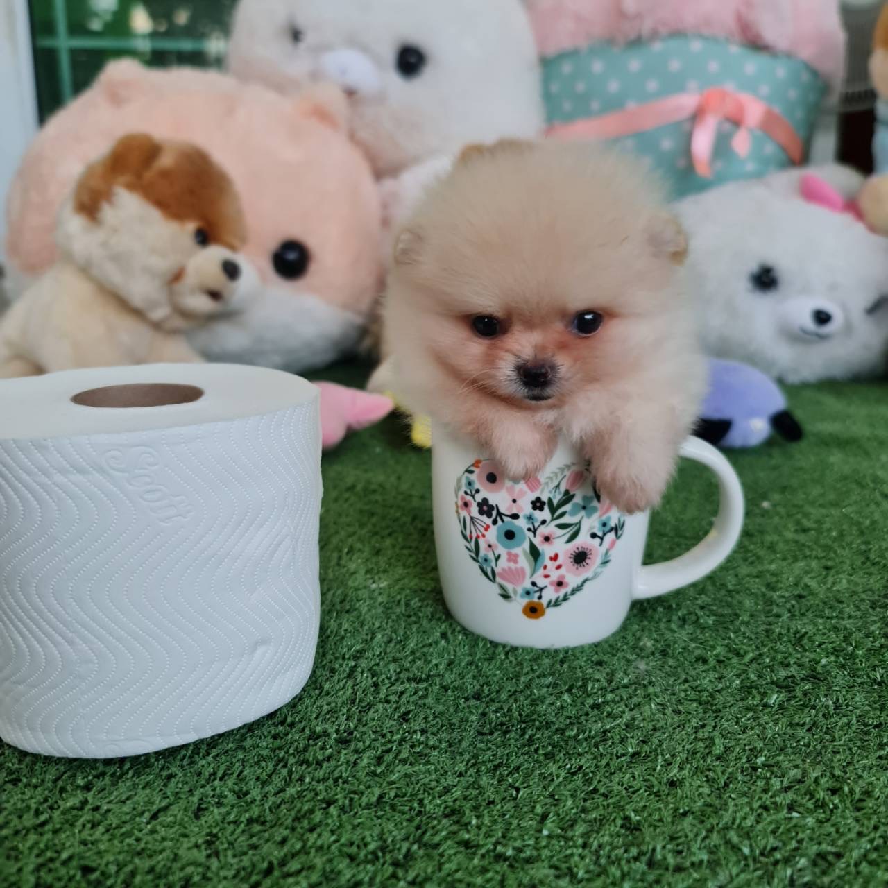 ปอมเมอเรเนี่ยนแท้สีครีมเพศเมียจิ๋วสุดๆหน้าหมีน่ารัก Bearface cream teacup female