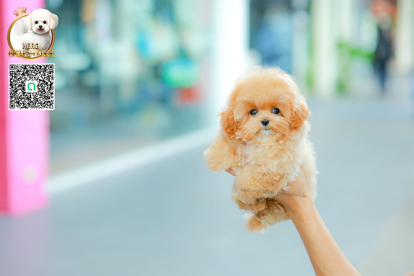 มอลติพู MTF-58026 เพศหญิง สี Champagne หน้าตาน่ารัก สดใส ตัวอ้วน ขนนุ่มดูปุ๊กปิ๊ก ทรงสวย เด็กหญิงพร้อมย้ายบ้านนะคะ มีใบรับรองจากสมาคมพัฒนาพันธุ์สุนัข (ใบเพ็ดดีกรีเต็มใบ) ส่งทั่วประเทศ