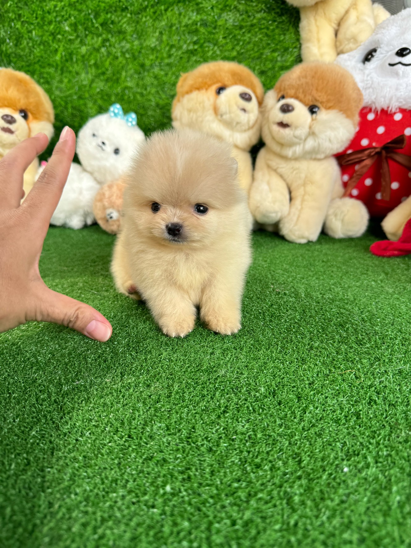 ปอมเมอเรเนี่ยนไซส์เล็กน่ารัก สีครีมลูกสาว Female cream colors