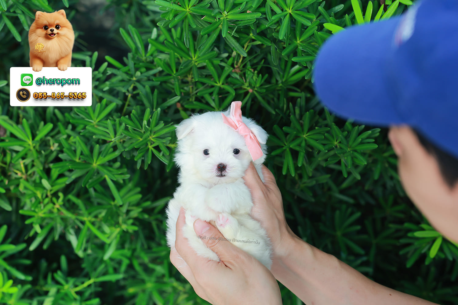 มอลทีส MTM-10567 เพศชาย สีขาว ตัวเล็กตัวน้อยมาก ๆ ขาสั้น ขนแน่นฟู หน้าตาทะเล้น น่ารักมาก ๆ ยิ้มเก่ง ขยันแจกความน่ารักสุด ๆ สายเลือดนำเข้า มีใบรับรองจากสมาคมพัฒนาพันธุ์สุนัข (ใบเพ็ดดีกรีเต็มใบ) ส่งทั่วประเทศ