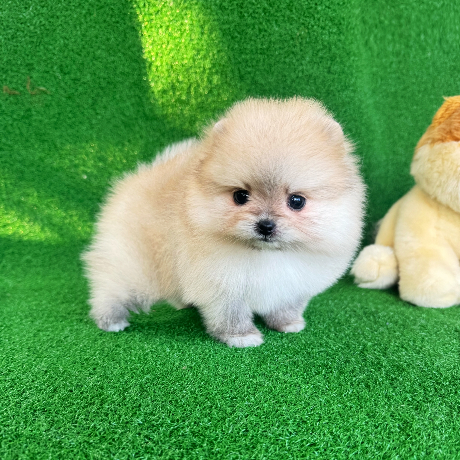 ปอมเมอเรเนี่ยนเกรดโชว์ หน้าหมีบี้สุดๆ ลูกชาย หมีสุด Bearface type orange sable male