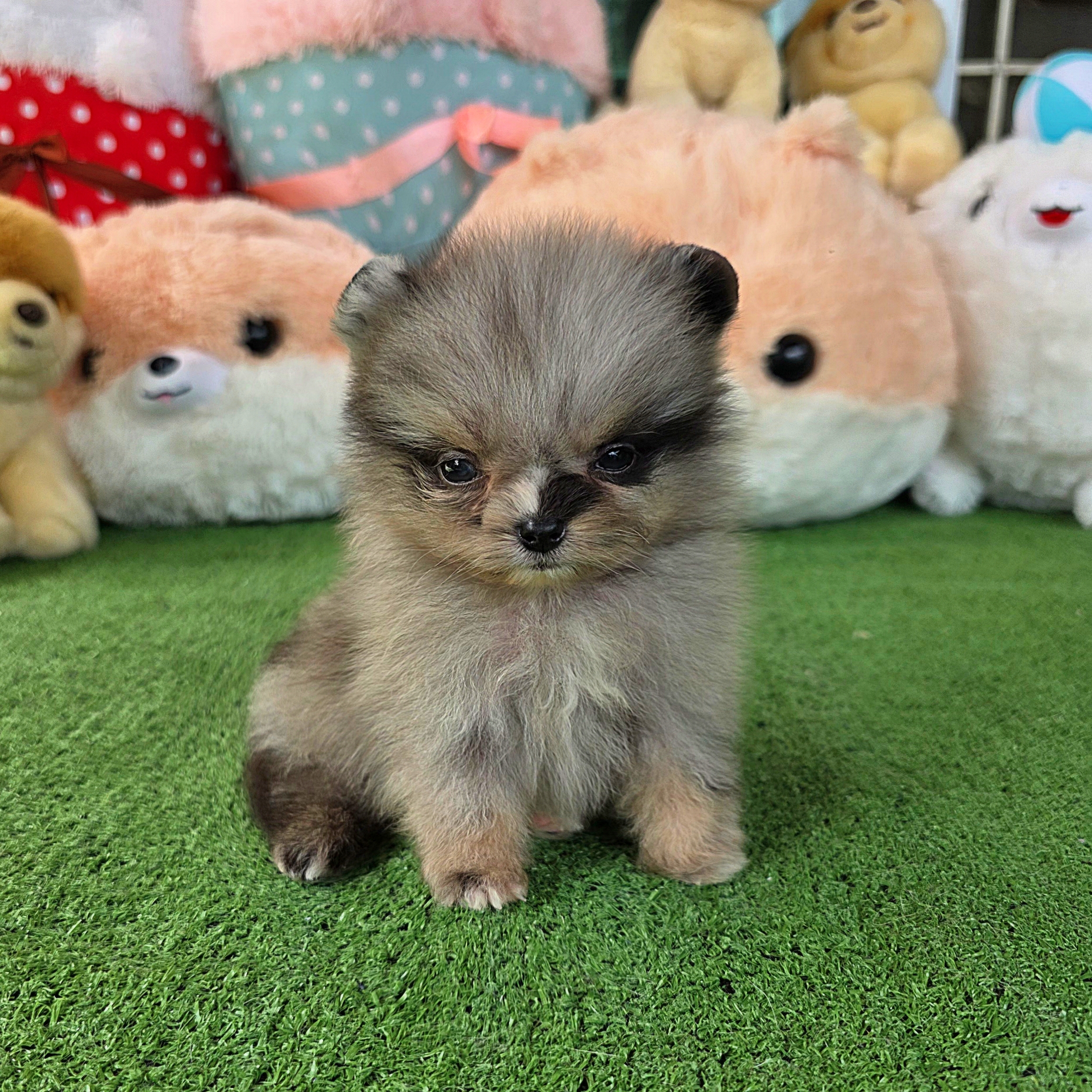 ปอมเมอเรเนี่ยนแท้เพศผู้ สีเมิร์ลทึคัพตัวจิ๋วตาสีฟ้า Merle teacup male