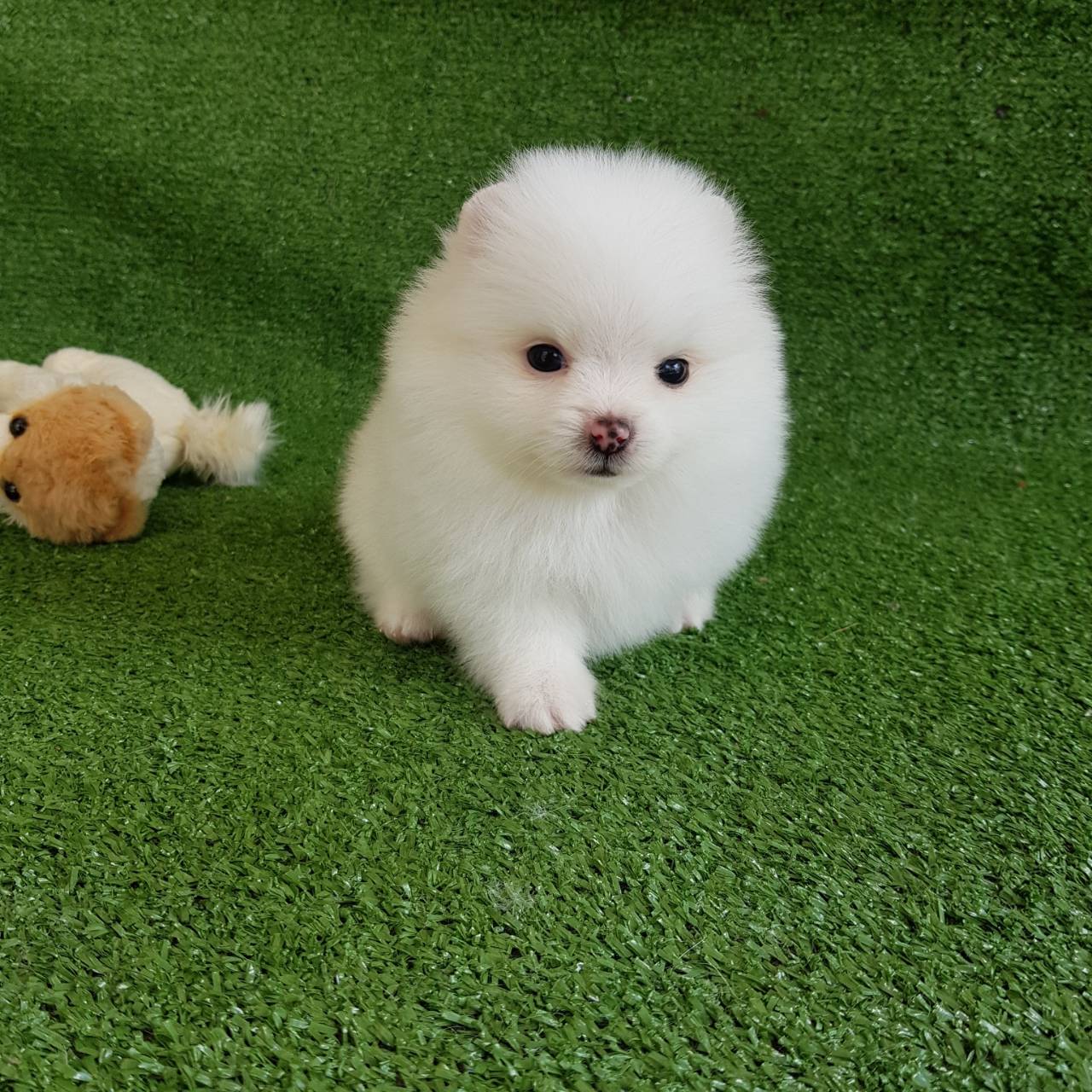 ลูกปอมเมอเรเนียนแท้ ด.ญ.สีขาว