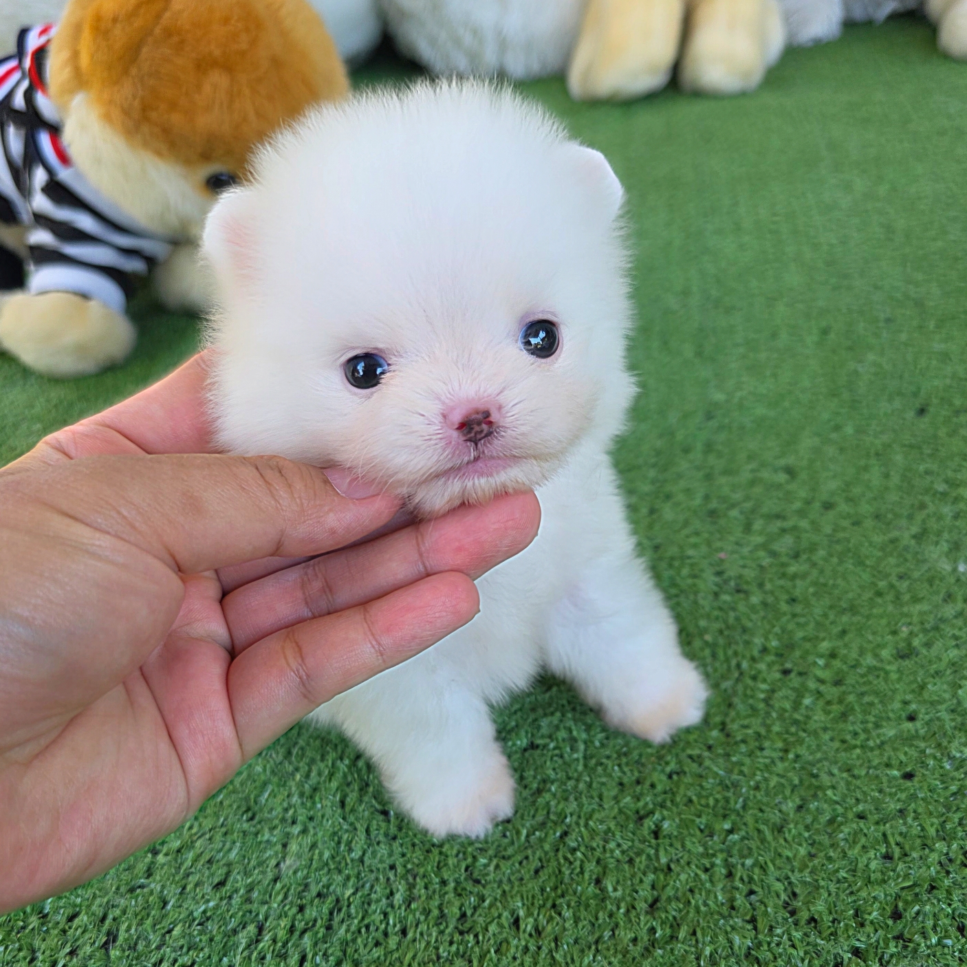 ปอมเมอเรเนี่ยนแท้สีขาว ทีคัพ เพศผู้ Teacup pure white male