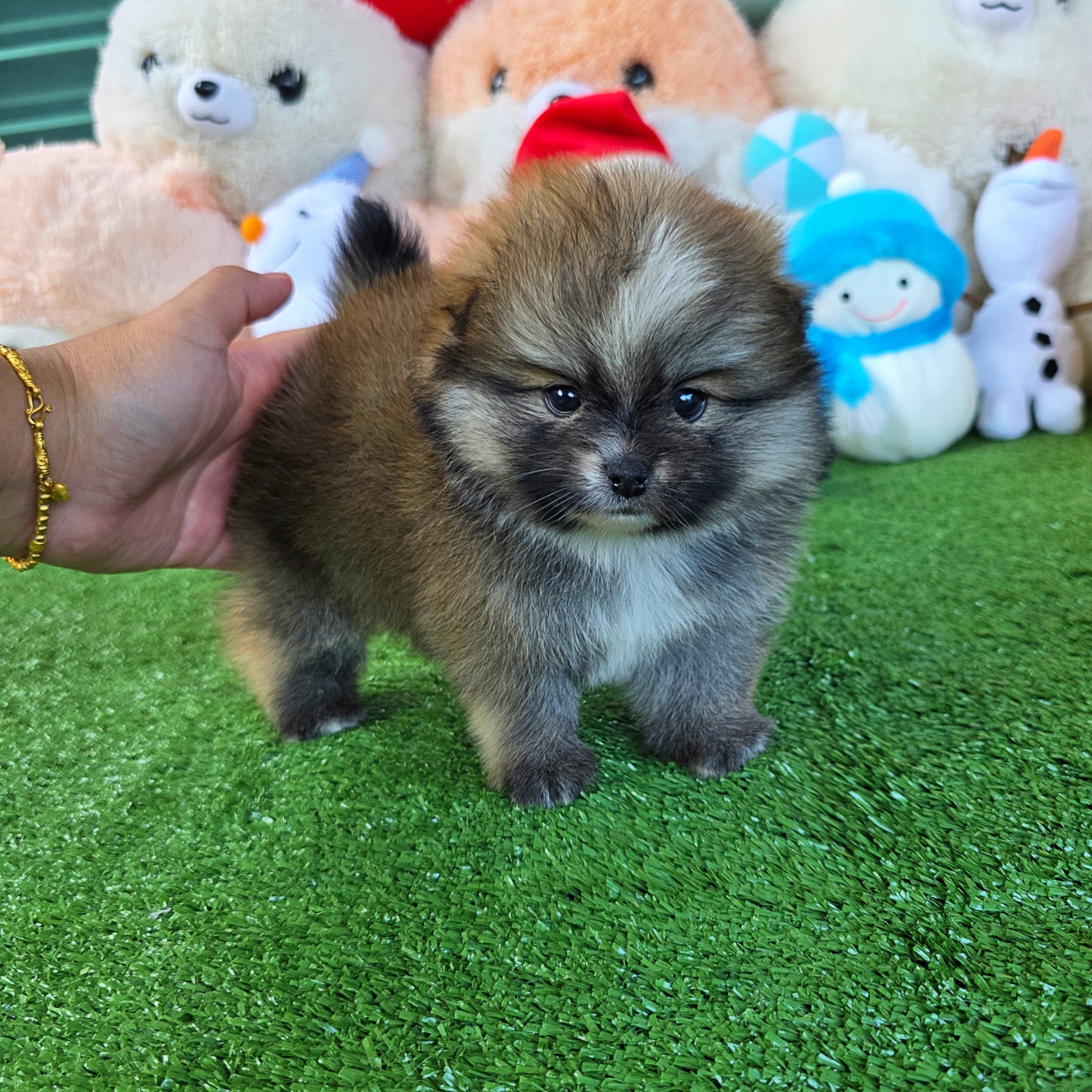 ปอมเมอเรเนี่ยนแท้ เพศเมียน่ารักสีหายากสีเทาวูฟ Wolf seble female