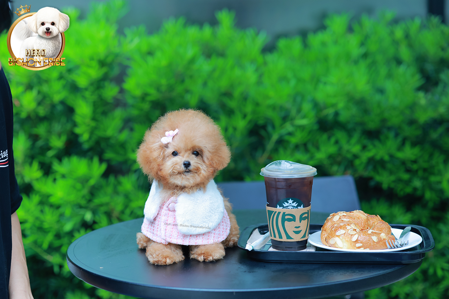 บิชองพู BCF-95914 เพศหญิง สี Champagne หน้าตาน่ารัก สวยหวาน แต่นิสัยขี้เล่น ร่าเริง ตัวจิ๋ว แต่งตัวแล้วเหมือนตุ๊กตาสุด ๆ มีใบรับรองจากสมาคมพัฒนาพันธุ์สุนัข (ใบเพ็ดดีกรีเต็มใบ) ส่งทั่วประเทศ