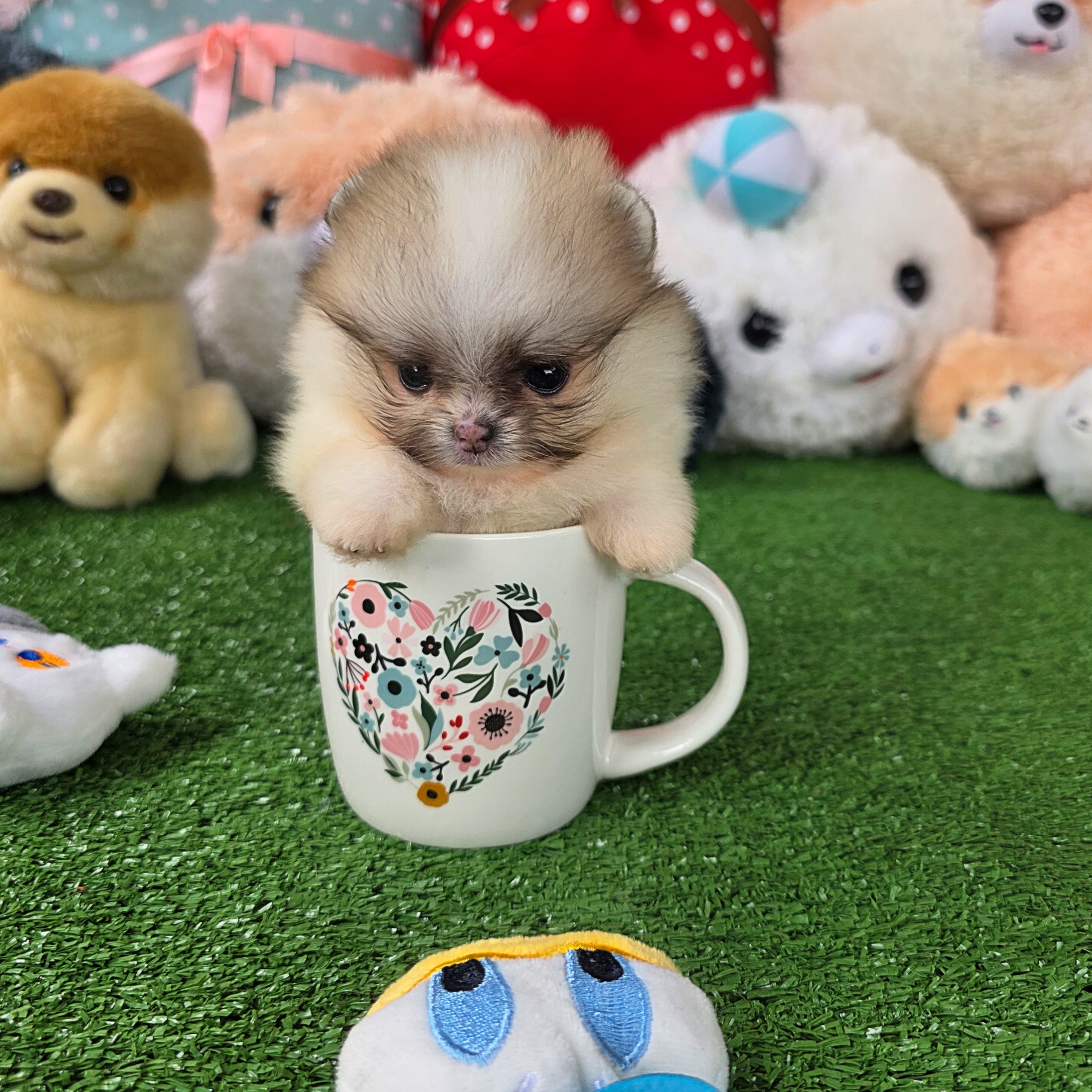 ปอมเมอเรเนี่ยนแท้ ปาร์ตี้ สาวน้อยสวยเว่อร์วังมากทีคัพจิ๋วสุด Parti colors teacup female