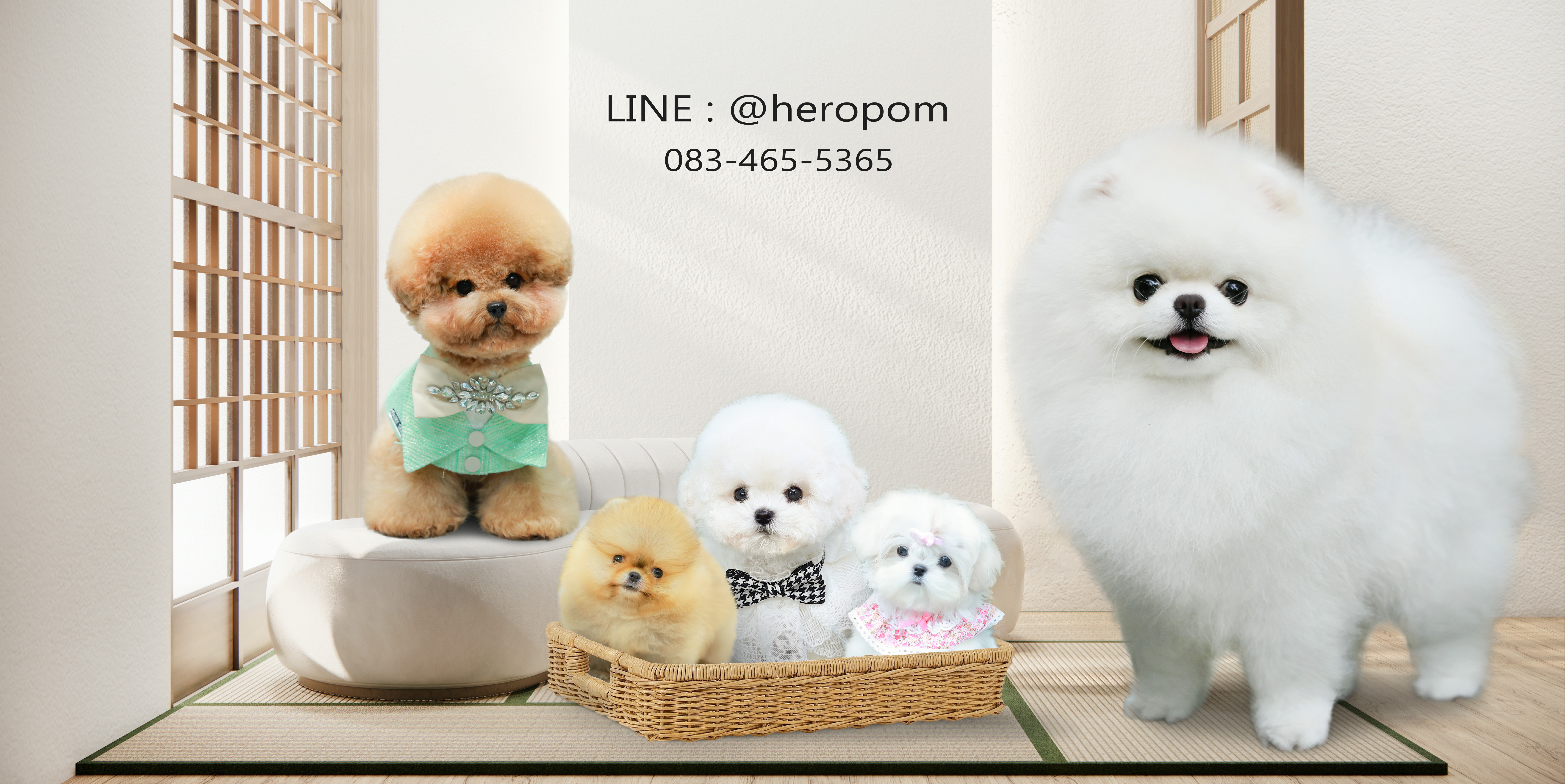 heropomeranians