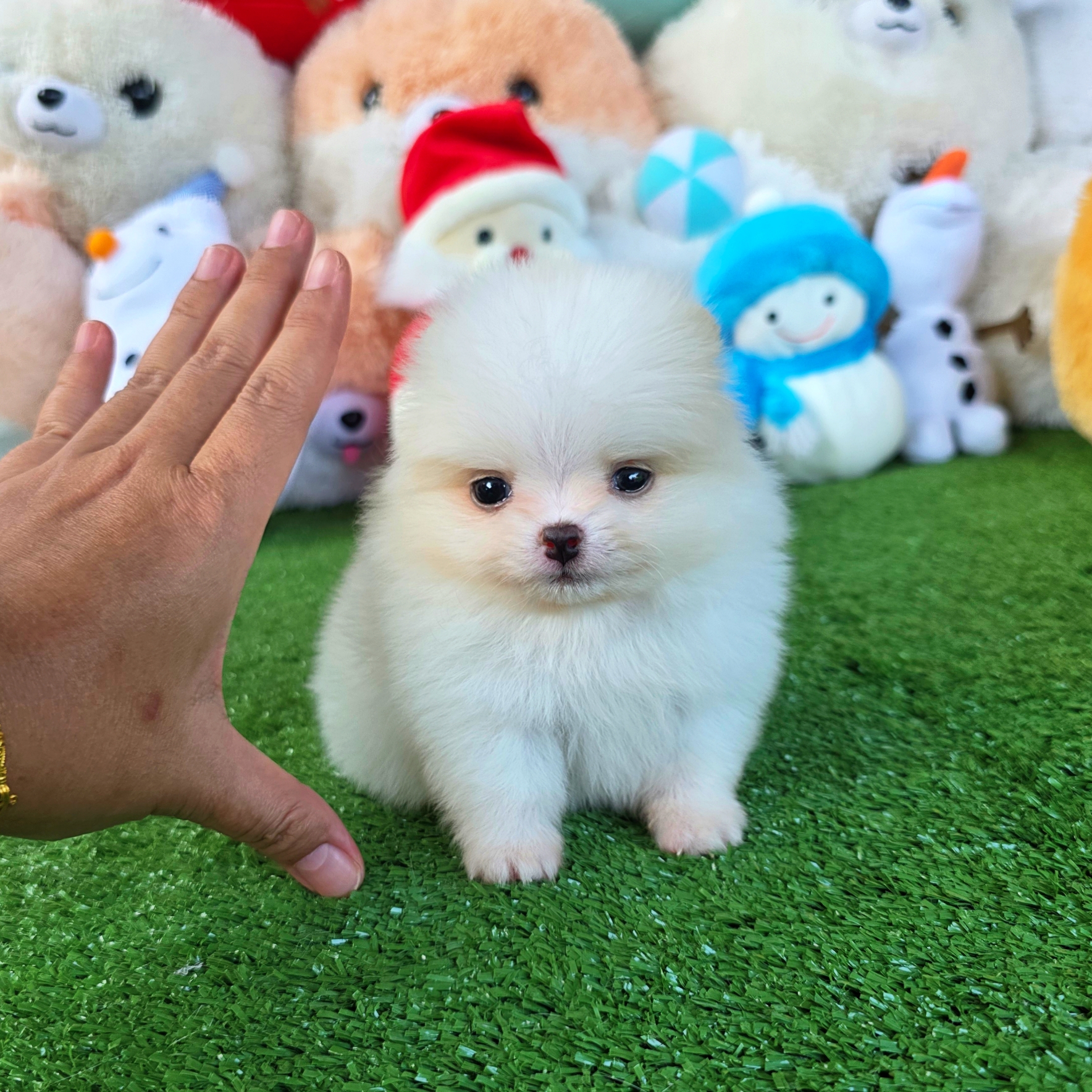 ปอมเมอเรเนี่ยนแท้ ไซส์ทีคัพเพศชาย หล่อมาก White teacup male