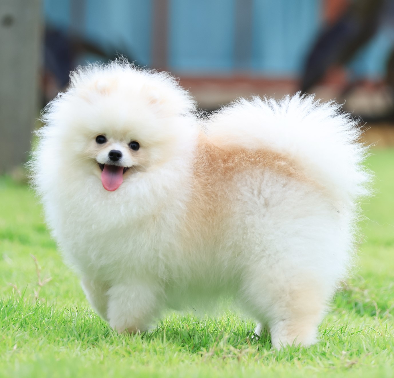 แม่พันธุ์ B สี ครีม