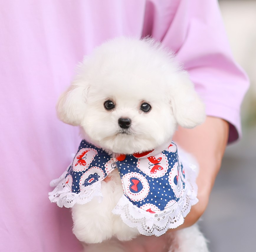 บิชอง ฟริเซ่ BCF-53050 เพศหญิง สีขาว อายุ5.5 เดือน น้ำหนัก 1.34KG ส่วนสูง 18CM