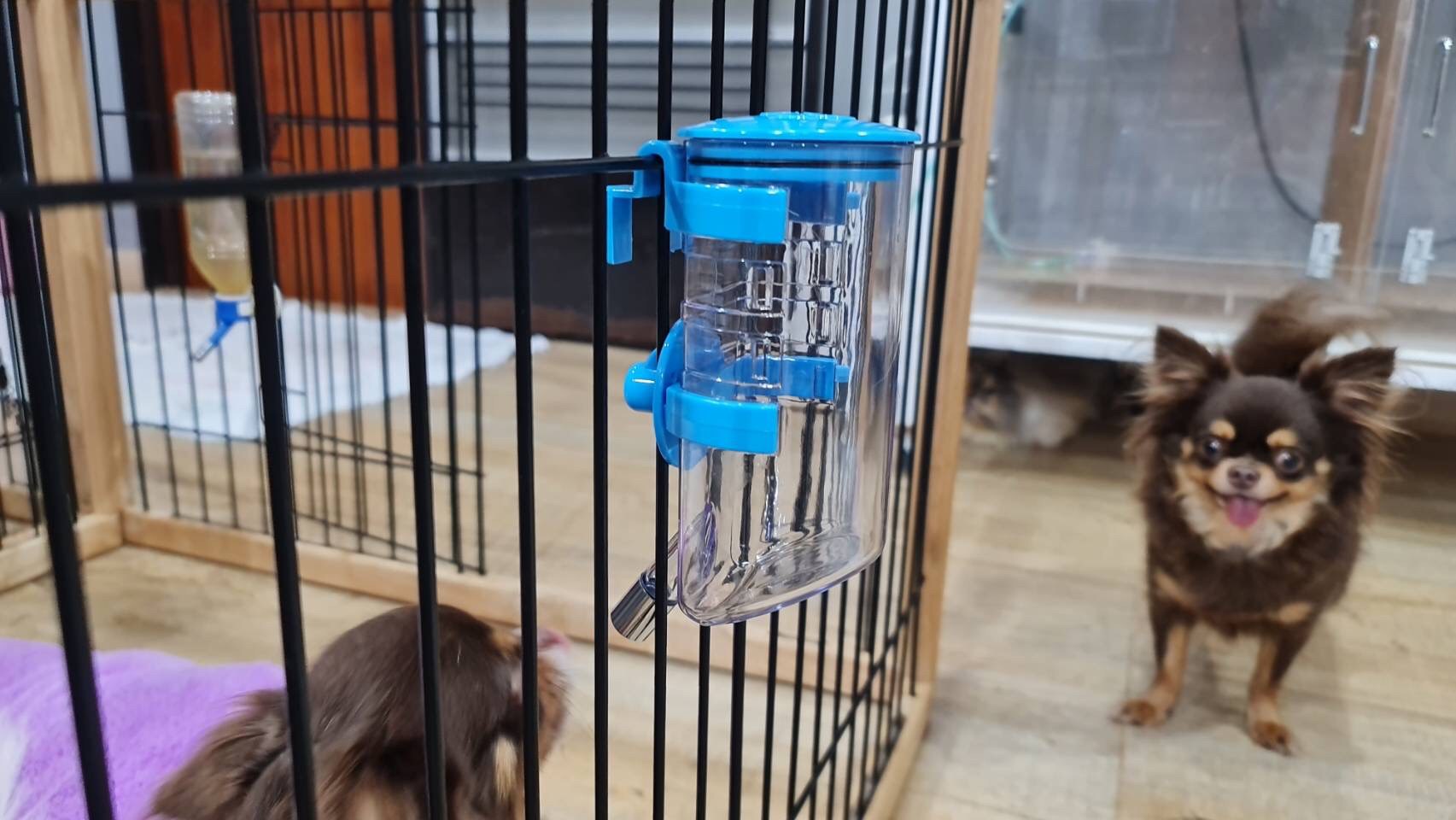 💦🐶 ขวดน้ำสัตว์เลี้ยง แบบแขวน สีฟ้า (ราคารวมส่ง)