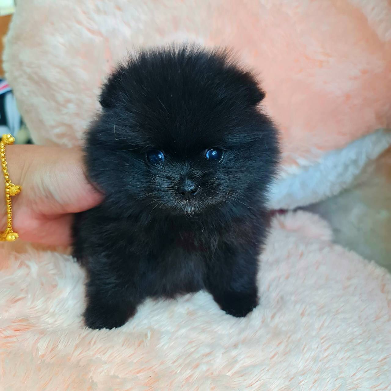 ลูกปอมเมอเรเนียนแท้ ด.ญ.สีแบ็ลค Black Female