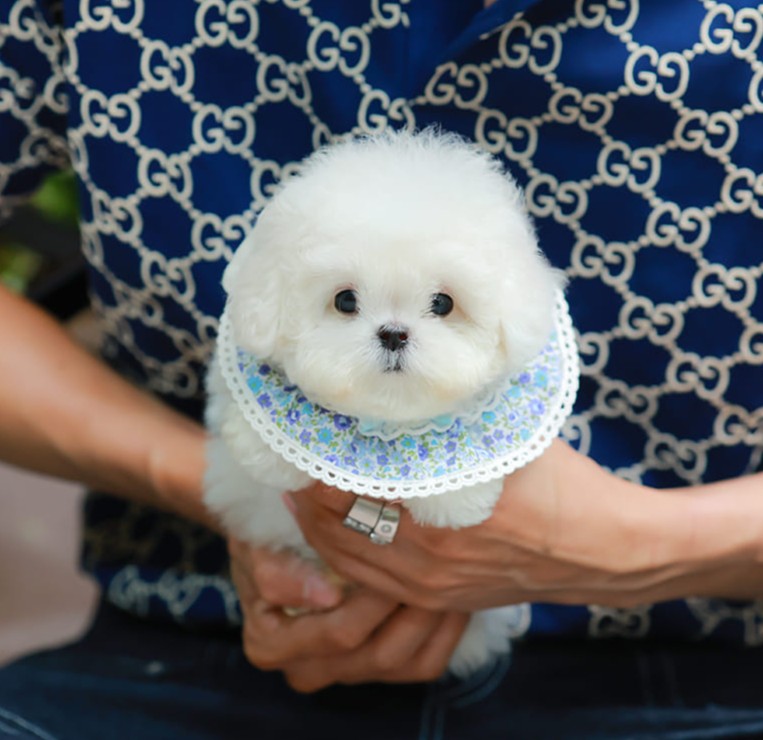 มินิบิชอง BCM-24537 เพศชาย สีขาว น่ารักมาก ขนนุ่มขนแน่น หน้าแบ๊ว เห็นแล้วใจละลายมาก ถ้าได้อุ้มแล้วจะวางไม่ลงแน่นอน มีใบรับรองจากสมาคมพัฒนาพันธุ์สุนัข (ใบเพ็ดดีกรีเต็มใบ) ส่งทั่วประเทศ