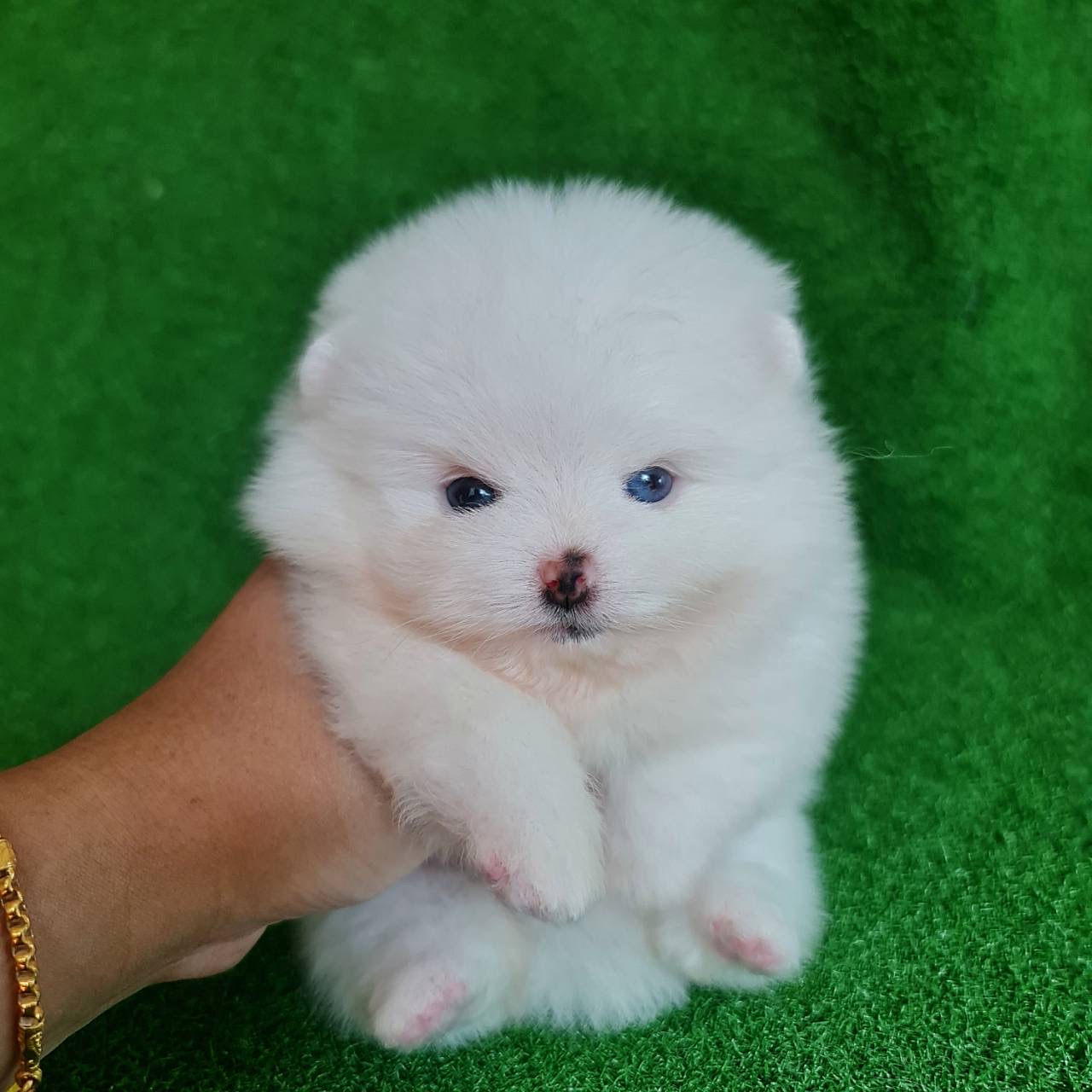 ปอมเมอเรเนี่ยนสีขาวลูกสาวตาสีฟ้า แรร์มากWhite female blue eyes