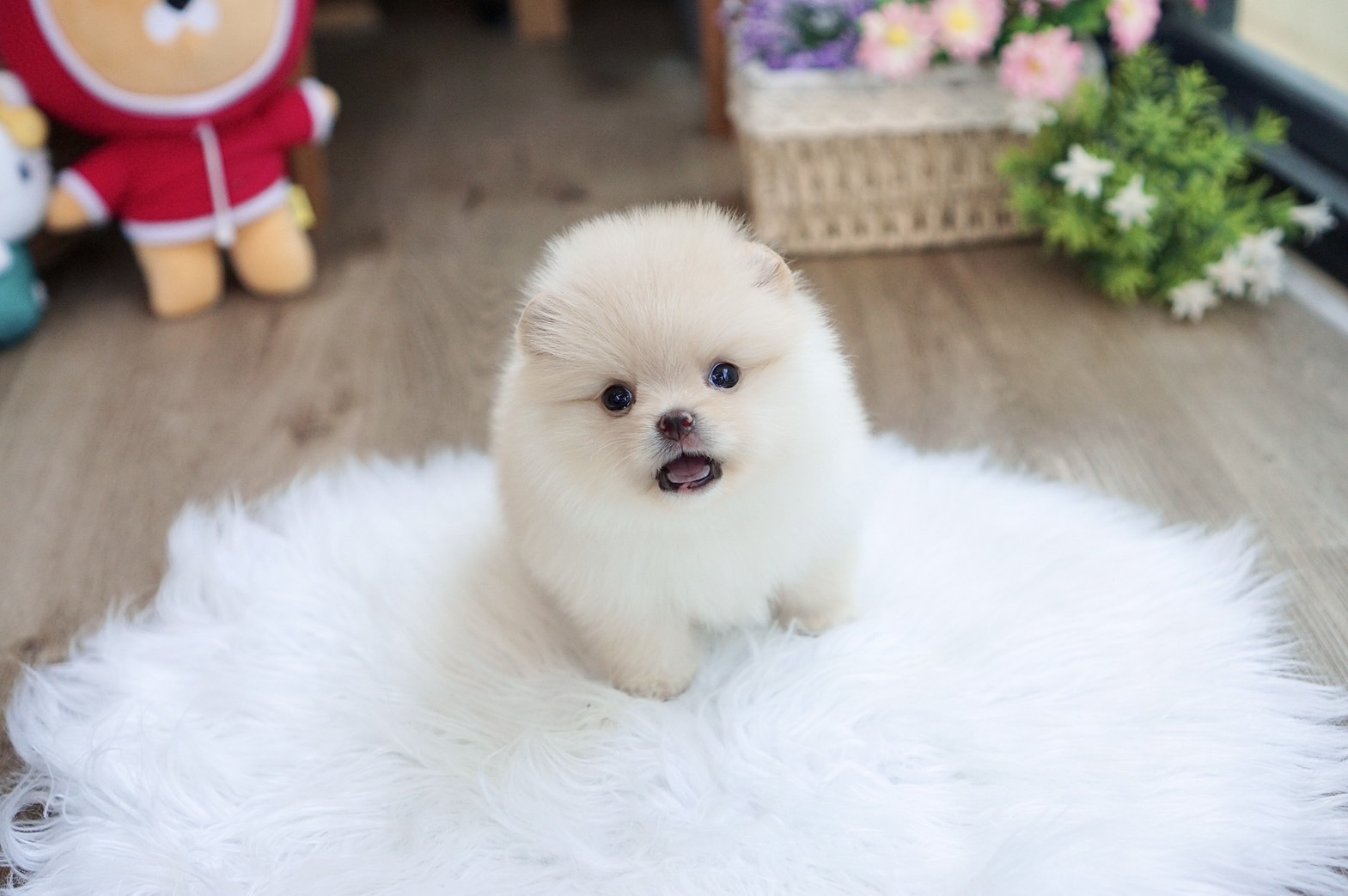 ปอมเมอเรเนี่ยนเพศเมียสีครีมส้ม แบ๊วมาก ทีคัพ Teacup female