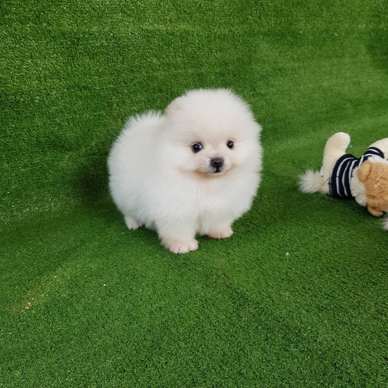 ลูกปอมเมอเรเนียนแท้ ด.ญ หญิงหน้าหวาน