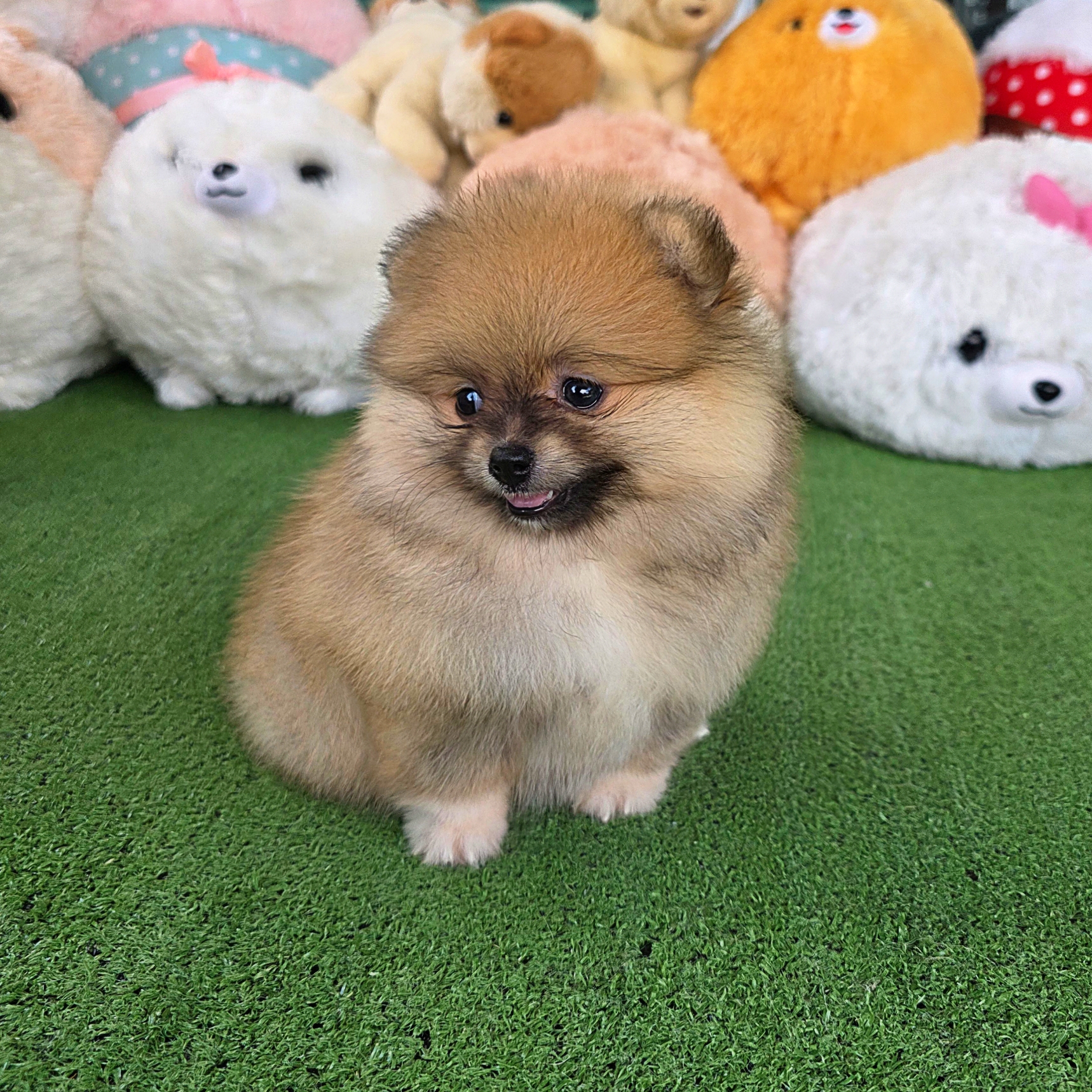 ปอมเมอเรเนี่ยนแท้เพศเมียสวยๆ น่ารักมาก ถุงเท้ามุ้งมิ้ง Orange female