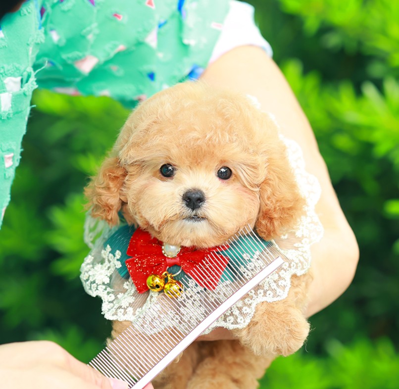 บิชองพู BCF-35637 เพศหญิง สีแชมเปญ อายุ 2 เดือน น้ำหนัก KG ส่วนสูง CM