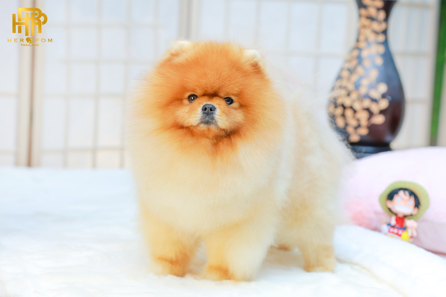 คุณพ่อ ฮารุ | วันเกิด 14 พฤษภาคม 2020 | สีส้ม | น้ำหนัก 2.5 kg. | สูง 24 cm.