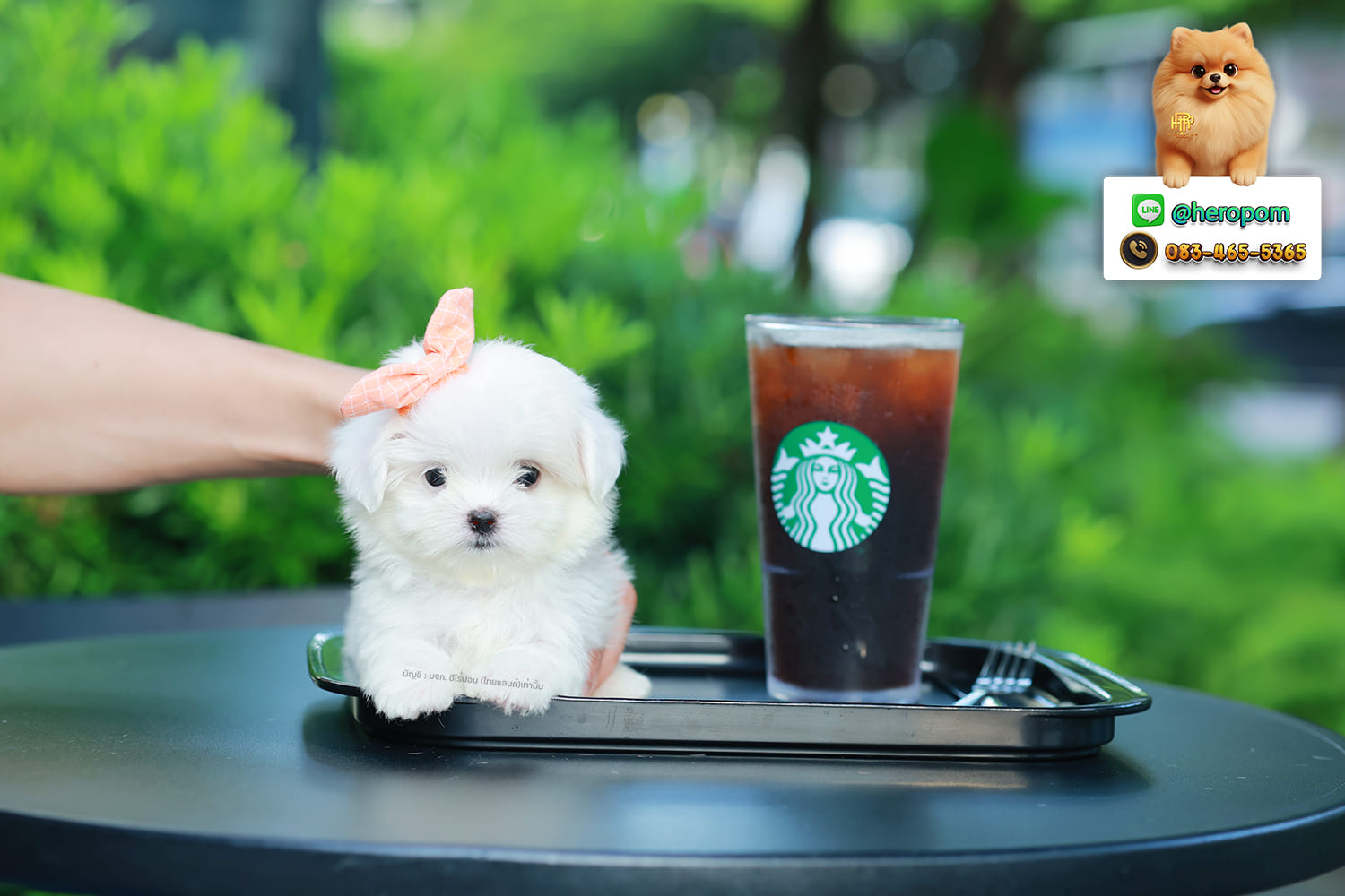 มอลทีส MTF-10947 เพศหญิง สีขาว ตัวเล็กตัวน้อยมาก ๆ ขาสั้น ขนแน่นฟู หน้าตาทะเล้น น่ารักมาก ๆ ยิ้มเก่ง ขยันแจกความน่ารักสุด ๆ สายเลือดนำเข้า มีใบรับรองจากสมาคมพัฒนาพันธุ์สุนัข (ใบเพ็ดดีกรีเต็มใบ) ส่งทั่วประเทศ