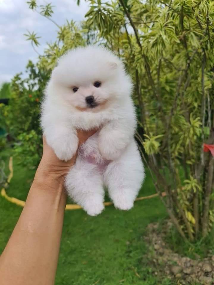 ลุกปอมเมอเรเนียนแท้ ด.ช สีขาวติดครีมที่หู