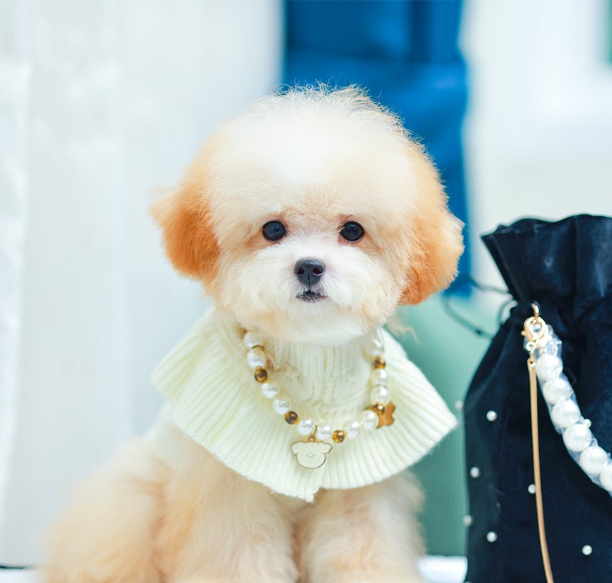 บิชองพู BCF-35638 เพศหญิง สี Champagne เด็กหญิงสุดน่ารัก หน้าเหมือนตุ๊กตา มีสีที่เป็นเอกลักษณ์ สายเลือดพ่อแม่นำเข้าจากต่างประเทศ ท่าเดินเหมือนตุ๊กตาไขลาน สดใส ร่าเริงสุด ๆ มีใบรับรองจากสมาคมพัฒนาพันธุ์สุนัข (ใบเพ็ดดีกรีเต็มใบ) ส่งทั่วประเทศ