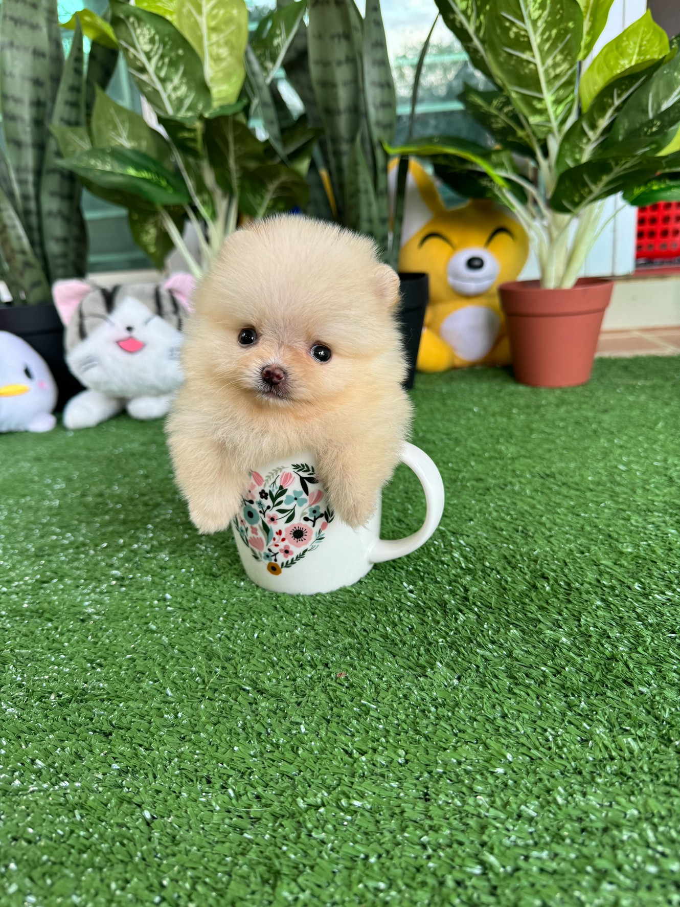 ปอมเมอเรเนี่ยนไซส์มินิทีคัพ จิ๋วที่สุด จิดริด ปุ๊กปิ๊ก Mini teacup cream female