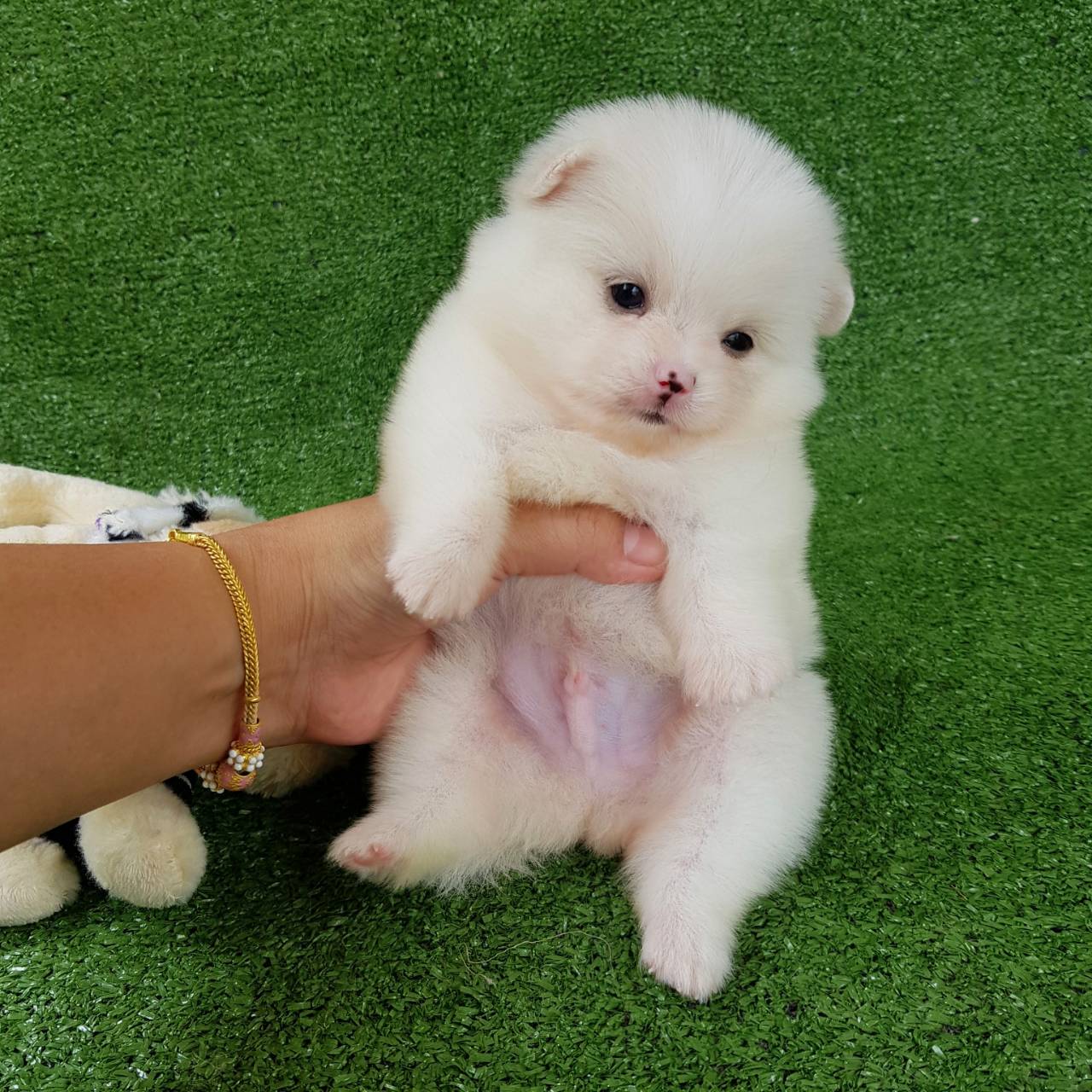 ลูกปอมเมอเรเนียนแท้ ด.ช.สีขาวครีม