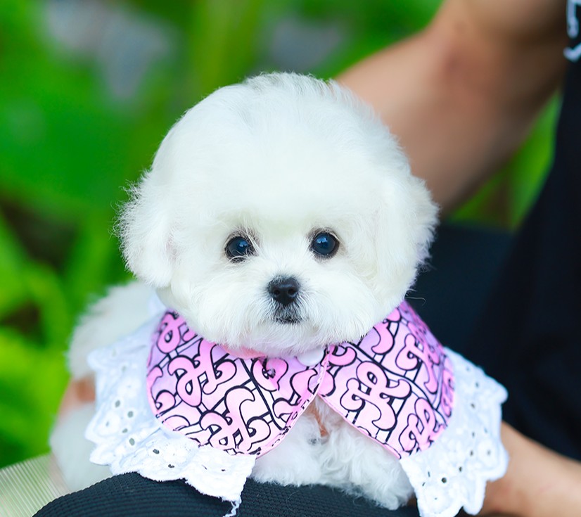 บิชอง ฟริเซ่ BCF-02054 เพศหญิง สีขาว อายุ 2 เดือน น้ำหนัก KG ส่วนสูง CM