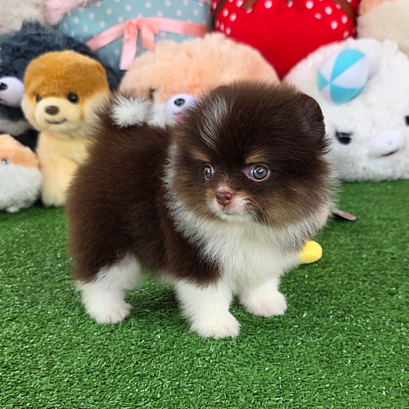 ปอมเมอเรเนี่ยนแท้ ตาสีฟ้า ลูกสาวปาร์ตี้ข็อคโกแล็ต สีเทพแรร์มากหายากสุด Parti chocolate female blue eyes