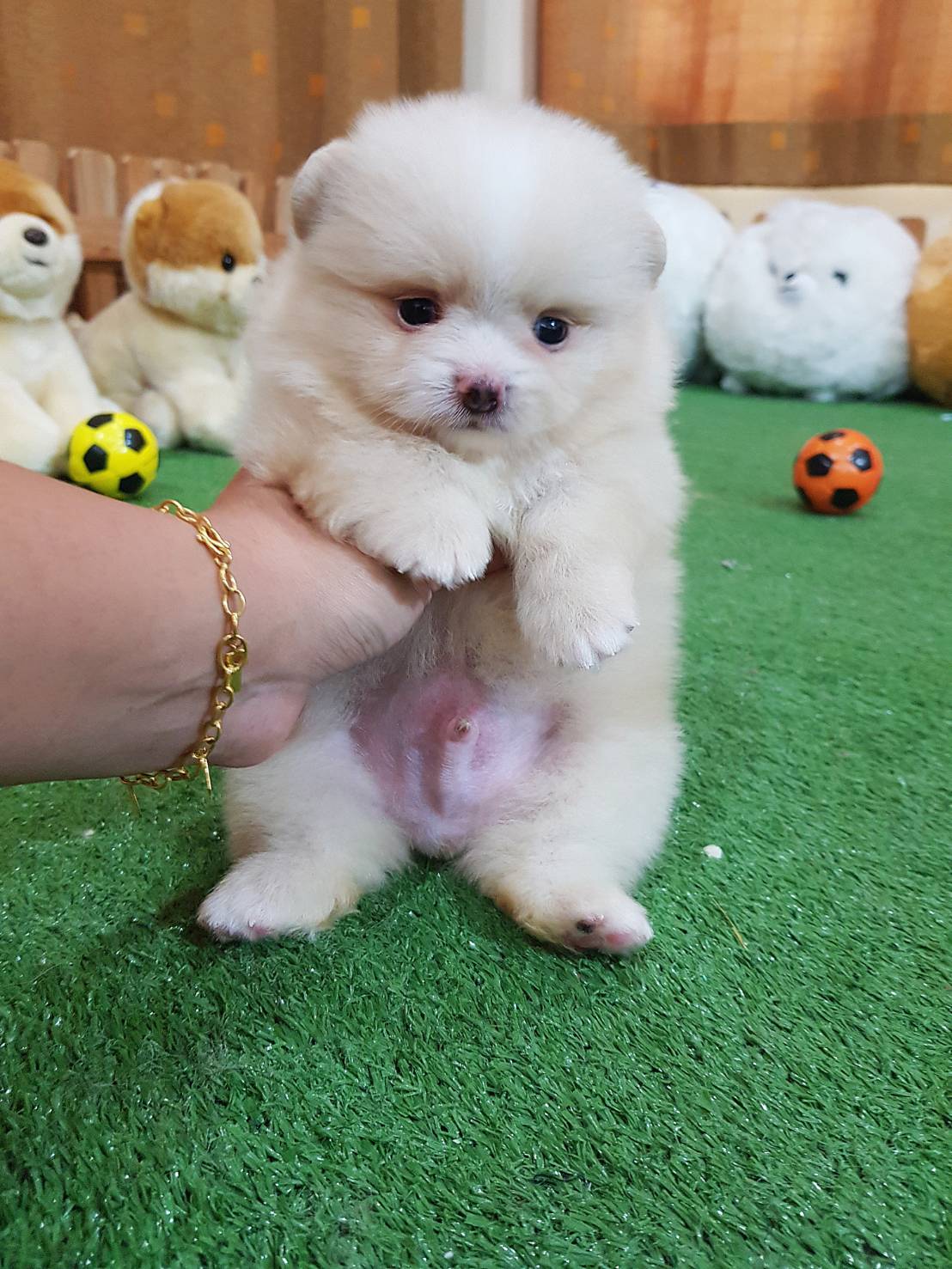 ลูกปอมเมอเรเนียนแท้ ด.ช.สีปาร์ตี้ หัวครีมแสกขาว