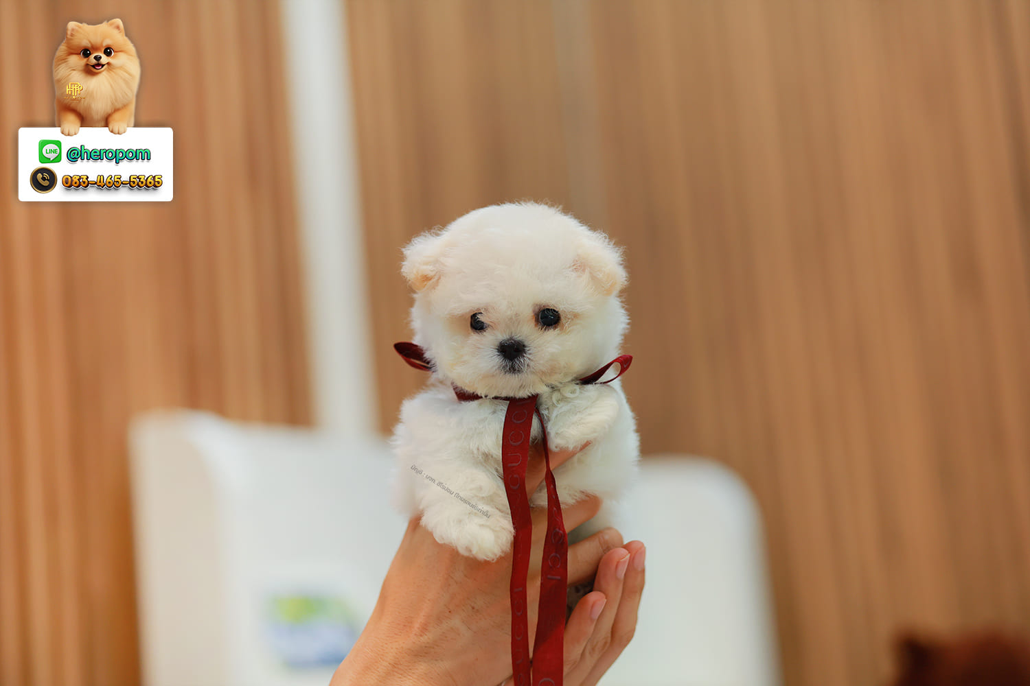 มินิบิชอง BCF-24567 เพศหญิง สีขาว หนูตัวจิ๋วมาก เหมือนตุ๊กตา แต่เป็นตุ๊กตาที่มีชีวิต หน้าแบ๊ว หน้าตาน่ารัก ขนสีขาวดูสะอาดมาก มีใบรับรองจากสมาคมพัฒนาพันธุ์สุนัข (ใบเพ็ดดีกรีเต็มใบ) ส่งทั่วประเทศ