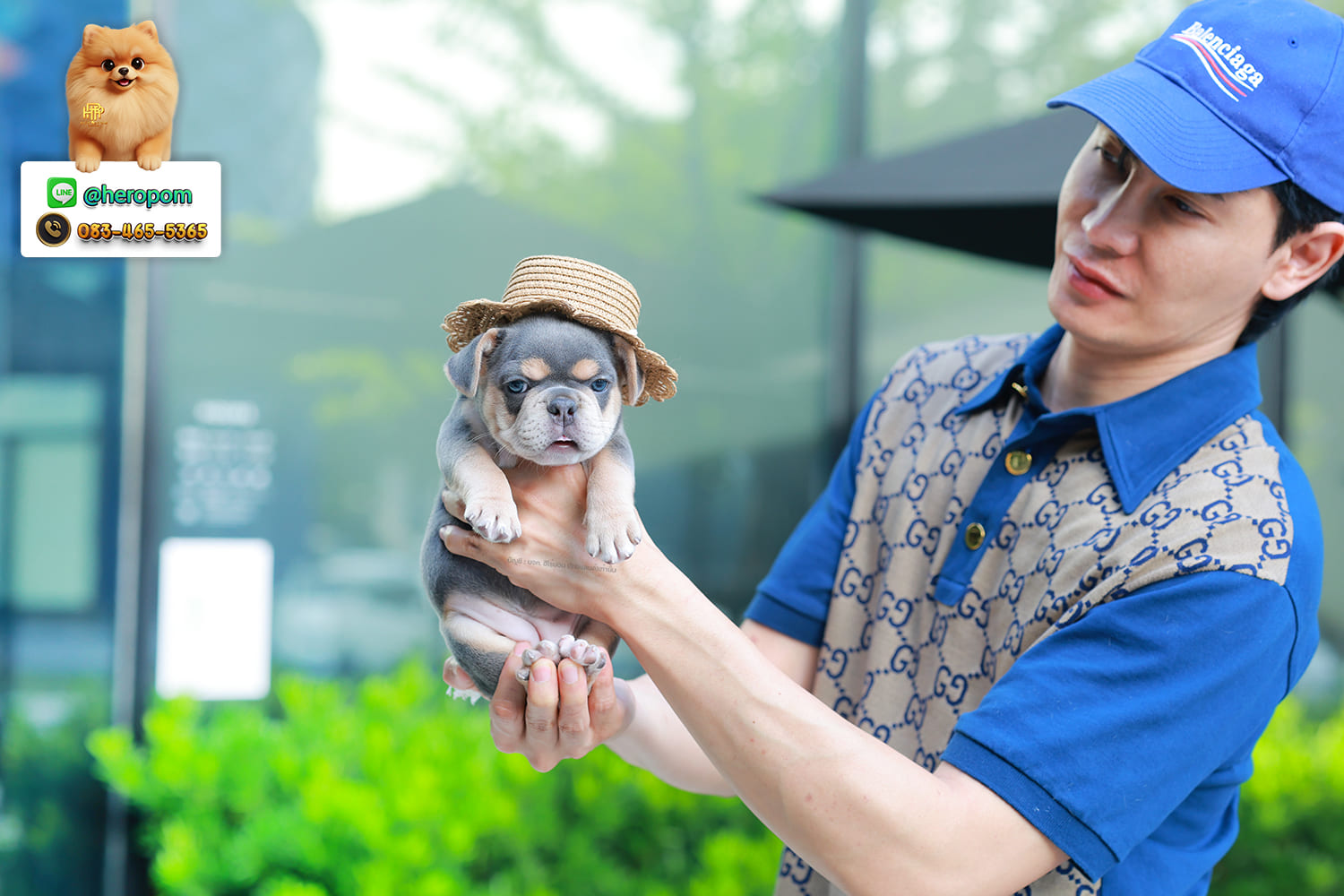 เฟรน บลูด็อก FHF-10958 เพศหญิง สี BlueTan ตัวจิ๋วตัวเล็กมาก สีสวย เป็นเจ้าเด็กอ้วนที่จ้ำม่ำน่าอุ้มมาก มีใบรับรองจากสมาคมพัฒนาพันธุ์สุนัข (ใบเพ็ดดีกรีเต็มใบ) ส่งทั่วประเทศ