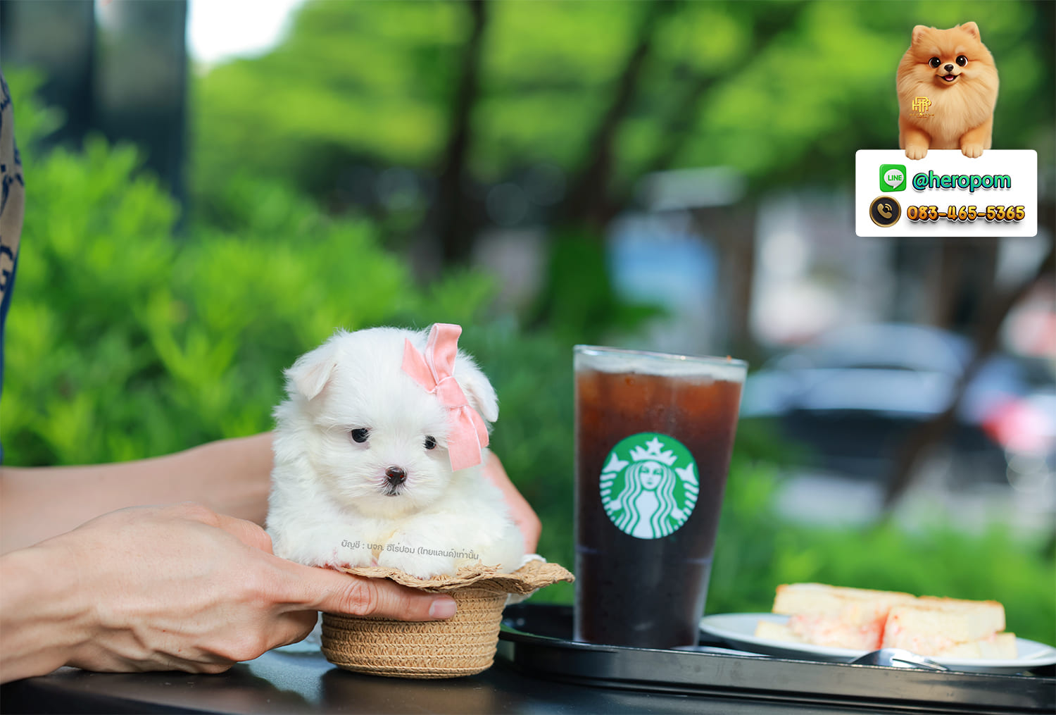 มอลทีส MTM-10567 เพศชาย สีขาว ตัวเล็กตัวน้อยมาก ๆ ขาสั้น ขนแน่นฟู หน้าตาทะเล้น น่ารักมาก ๆ ยิ้มเก่ง ขยันแจกความน่ารักสุด ๆ สายเลือดนำเข้า มีใบรับรองจากสมาคมพัฒนาพันธุ์สุนัข (ใบเพ็ดดีกรีเต็มใบ) ส่งทั่วประเทศ