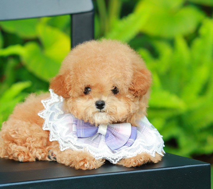 บิซองพู BCF-16974 เพศหญิง สีแชมเปญ อายุ 2 เดือน น้ำหนัก KG ส่วนสูง CM