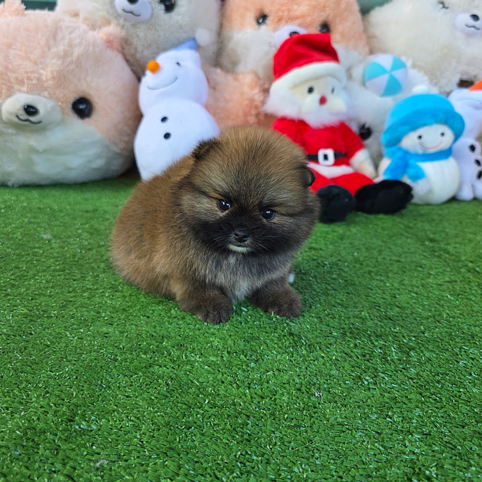 ปอมเมอเรเนี่ยนแท้สีส้ม หรือสีน้ำตาล เพศเมียน่ารักสุดๆ Orange seble female