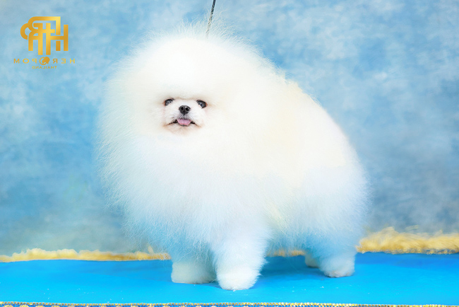 คุณพ่อ อิคคิว | วันเกิด 20 สิงหาคม 2018 | สีขาว | น้ำหนัก 2.56 kg. | สูง 22 cm.