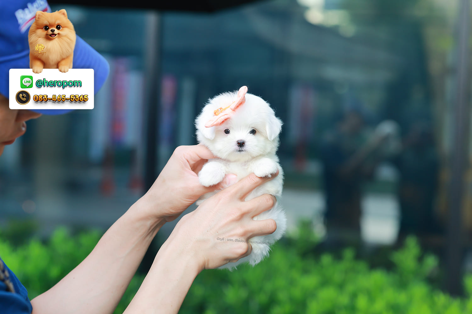 มอลทีส MTF-10947 เพศหญิง สีขาว ตัวเล็กตัวน้อยมาก ๆ ขาสั้น ขนแน่นฟู หน้าตาทะเล้น น่ารักมาก ๆ ยิ้มเก่ง ขยันแจกความน่ารักสุด ๆ สายเลือดนำเข้า มีใบรับรองจากสมาคมพัฒนาพันธุ์สุนัข (ใบเพ็ดดีกรีเต็มใบ) ส่งทั่วประเทศ