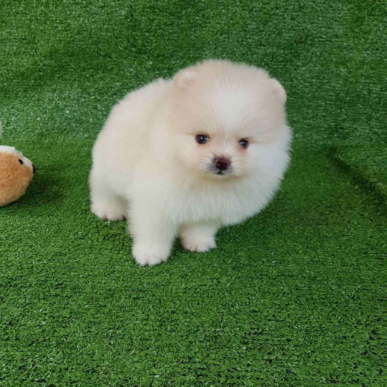 ลูกปอมเมอดเรเนียนแท้ ด.ช.ขาวครีม