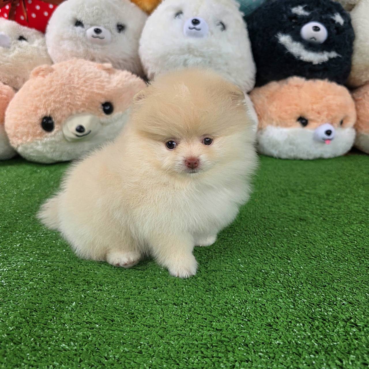 ปอมเมอเรเนี่ยนแท้ สีครีมจมูกตับฝรั่งจ๋าเพศผู้ Cream male