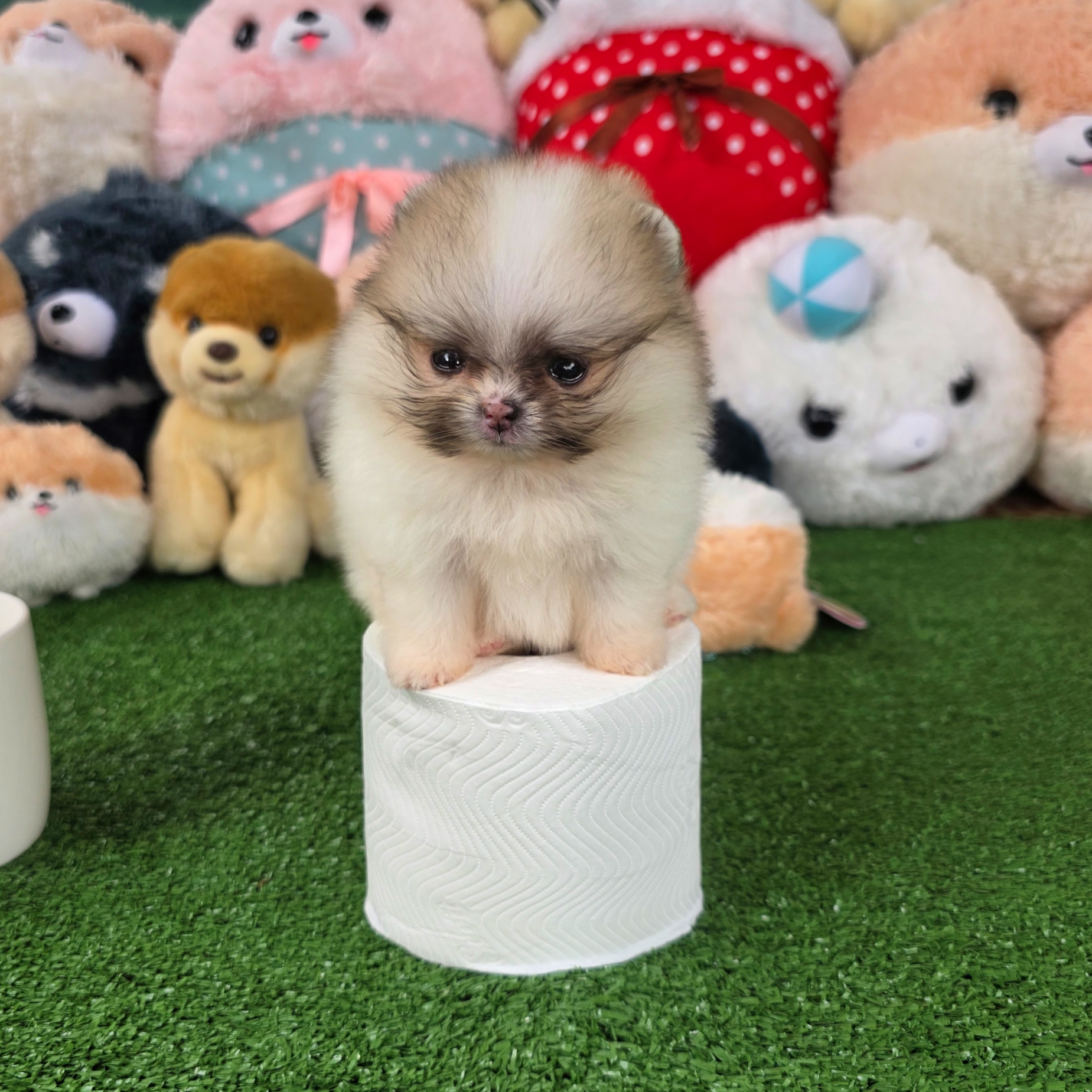 ปอมเมอเรเนี่ยนแท้ ปาร์ตี้ สาวน้อยสวยเว่อร์วังมากทีคัพจิ๋วสุด Parti colors teacup female