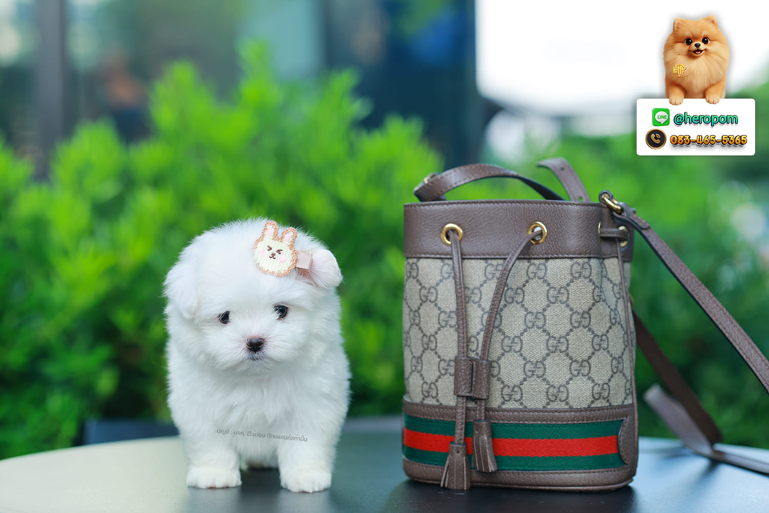 มอลทีส MTM-10564 เพศชาย สีขาว ตัวเล็กตัวน้อยมาก ๆ ขาสั้น ขนแน่นฟู หน้าตาทะเล้น น่ารักมาก ๆ ยิ้มเก่ง ขยันแจกความน่ารักสุด ๆ สายเลือดนำเข้า มีใบรับรองจากสมาคมพัฒนาพันธุ์สุนัข (ใบเพ็ดดีกรีเต็มใบ) ส่งทั่วประเทศ