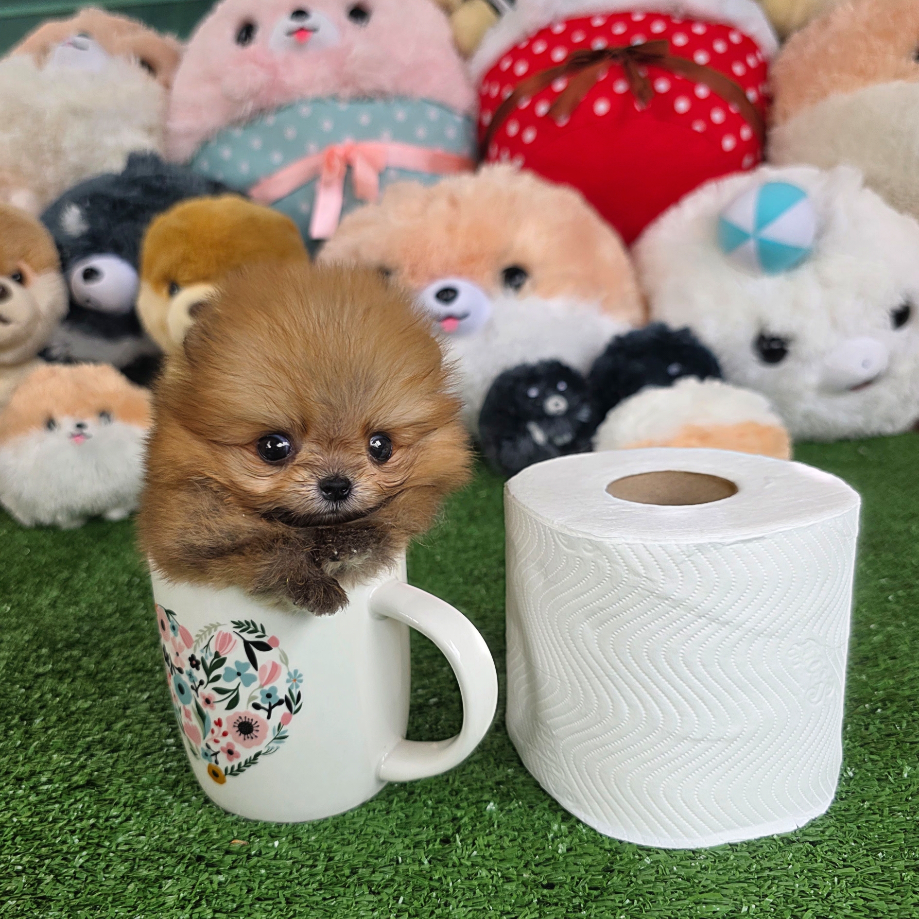 ปอมเมอเรเนี่ยนแท้ จิ๋วมากมินิทีคัพเด็กชาย Orange mini teacup male