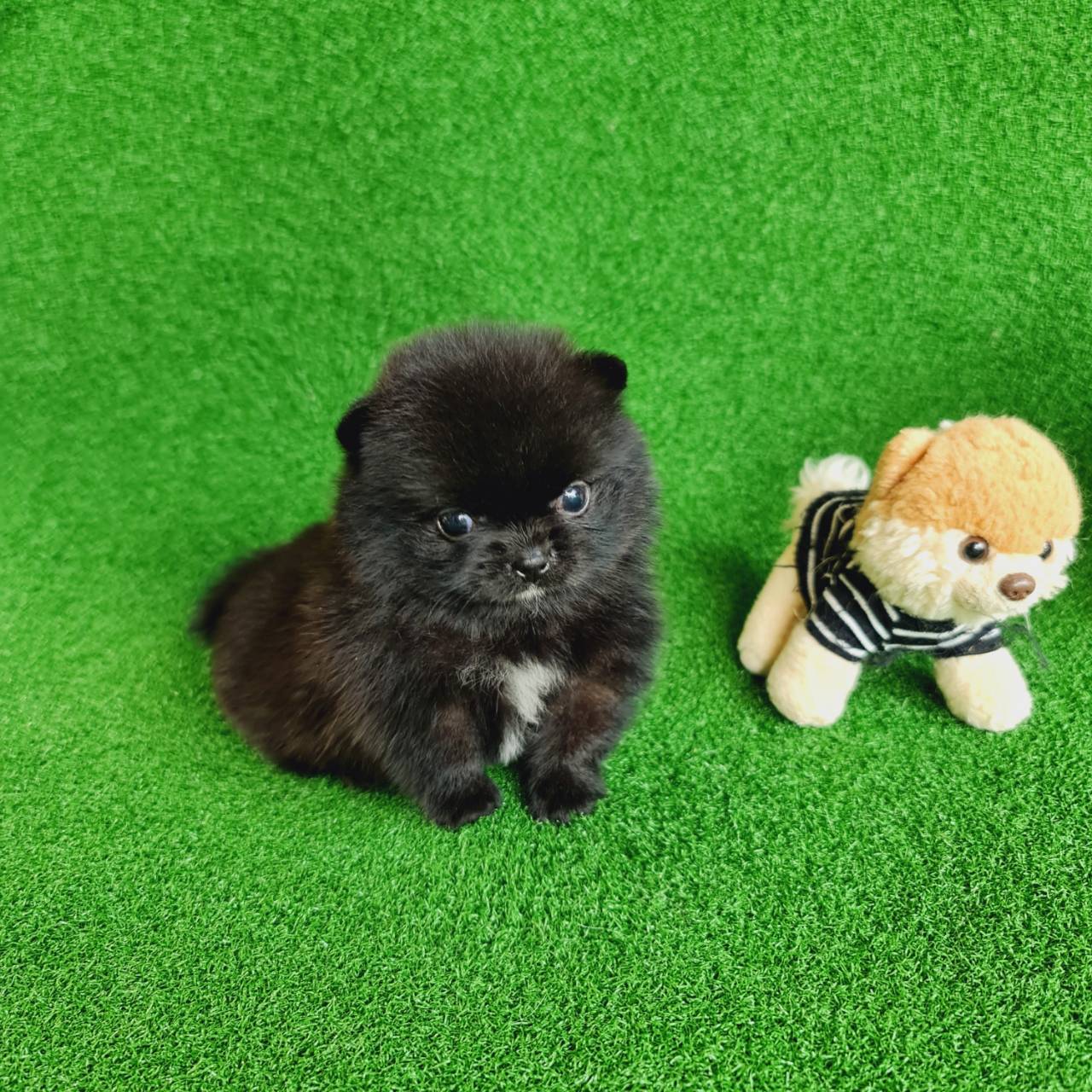 ปอมเมอเรเนี่ยนแท้ สีดำหมีมากจิ๋วด้วยสวยๆ Black teacup