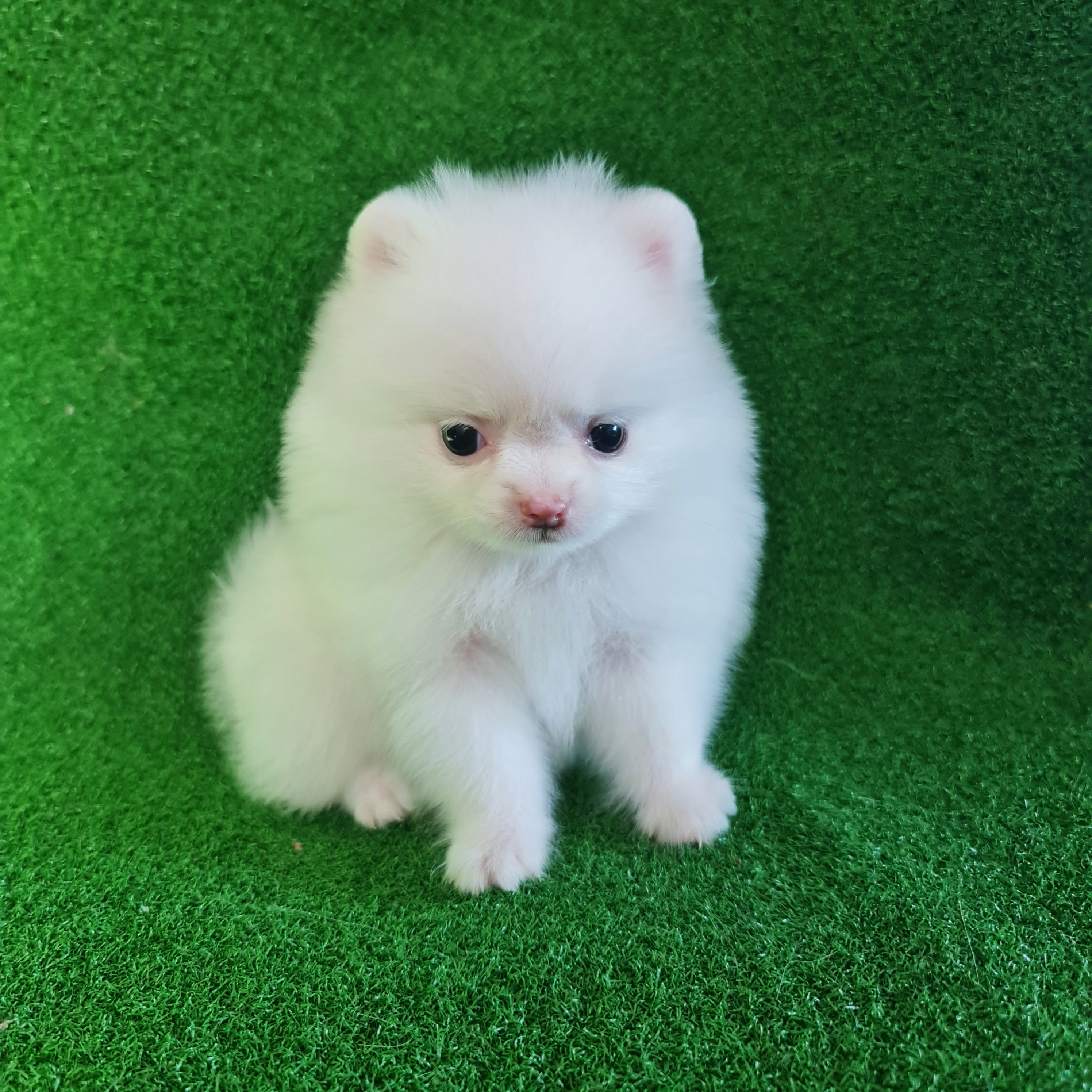 ปอมเมอเรเนี่ยนแท้ขาวสำลีโบ๊ะบ๊ะลูกสาว ตัวเล็กน่ารัก pure white female