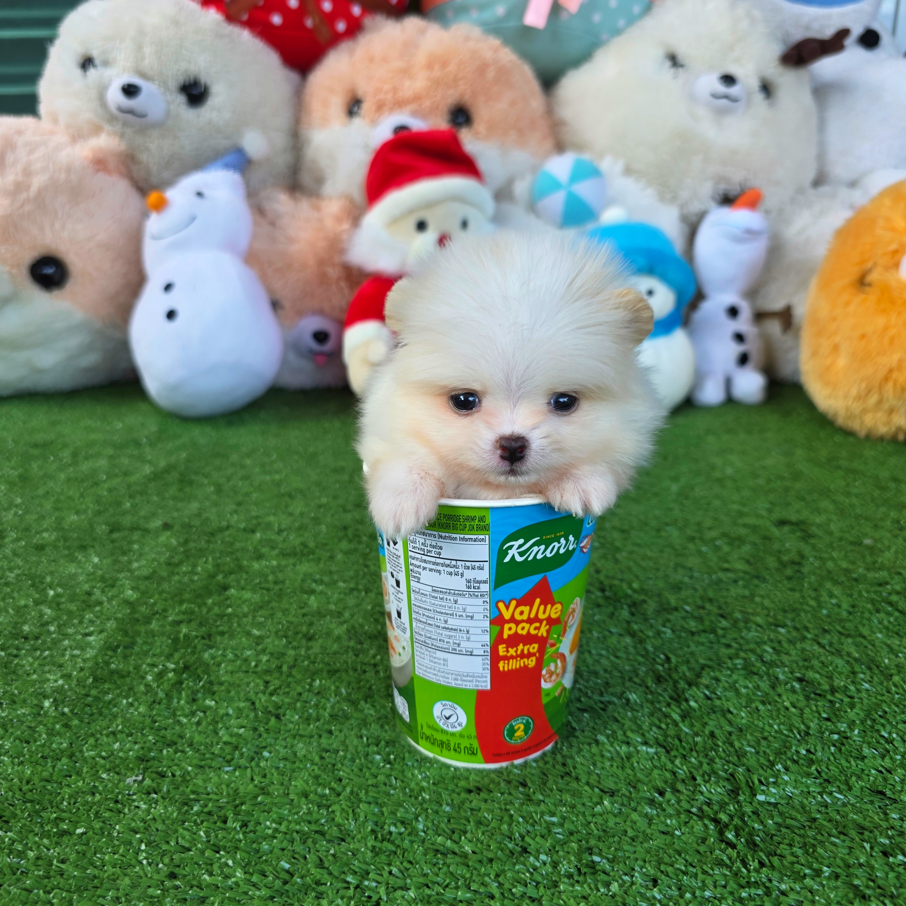 ปอมเมอเรเนี่ยนแท้ ไซส์ทีคัพเพศชาย หล่อมาก White teacup male